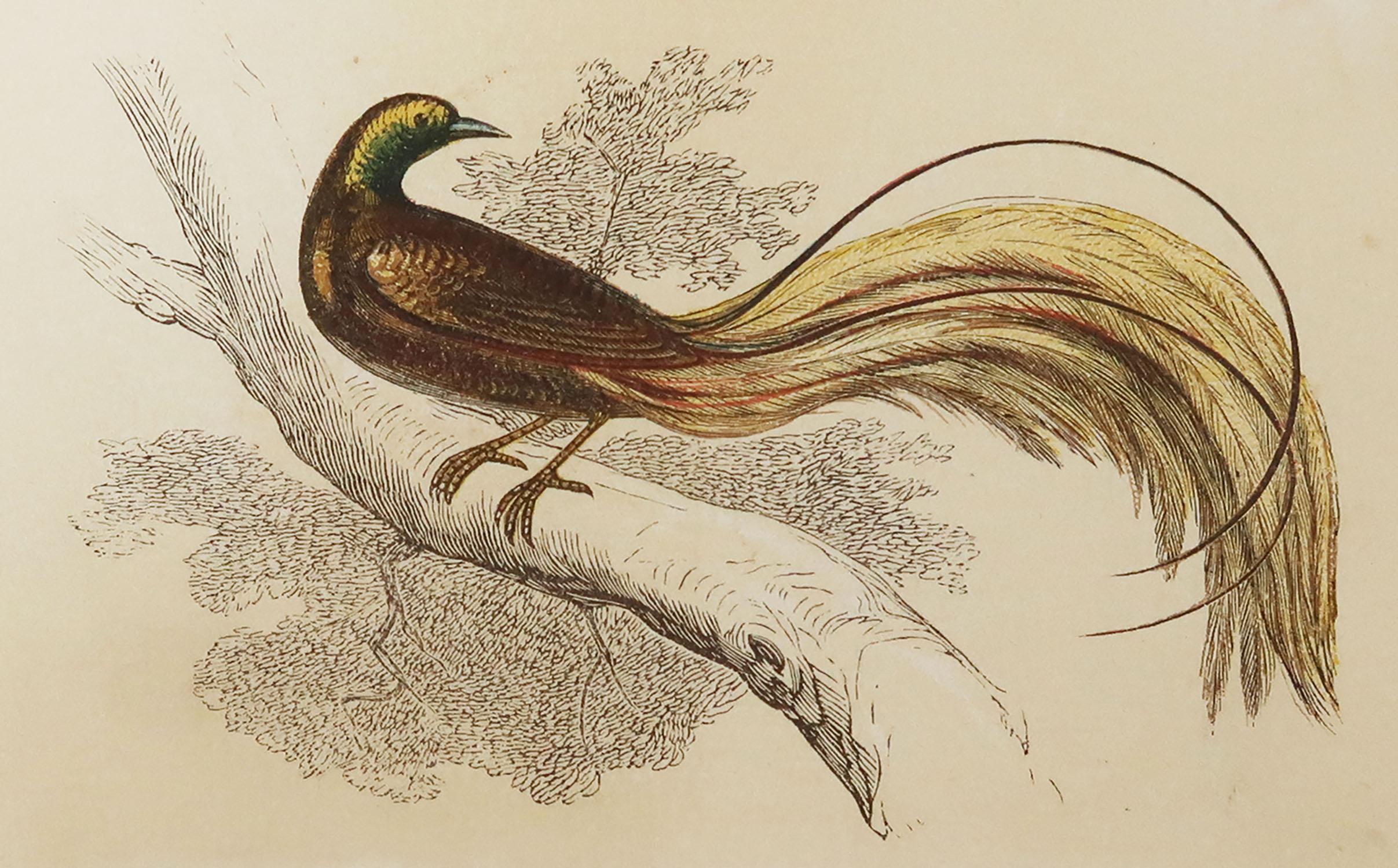 Great image of a great emerald bird of paradise

Unframed. It gives you the option of perhaps making a set up using your own choice of frames.

Lithograph with original color.

Published by Tallis circa 1850

Crudely inscribed title has been