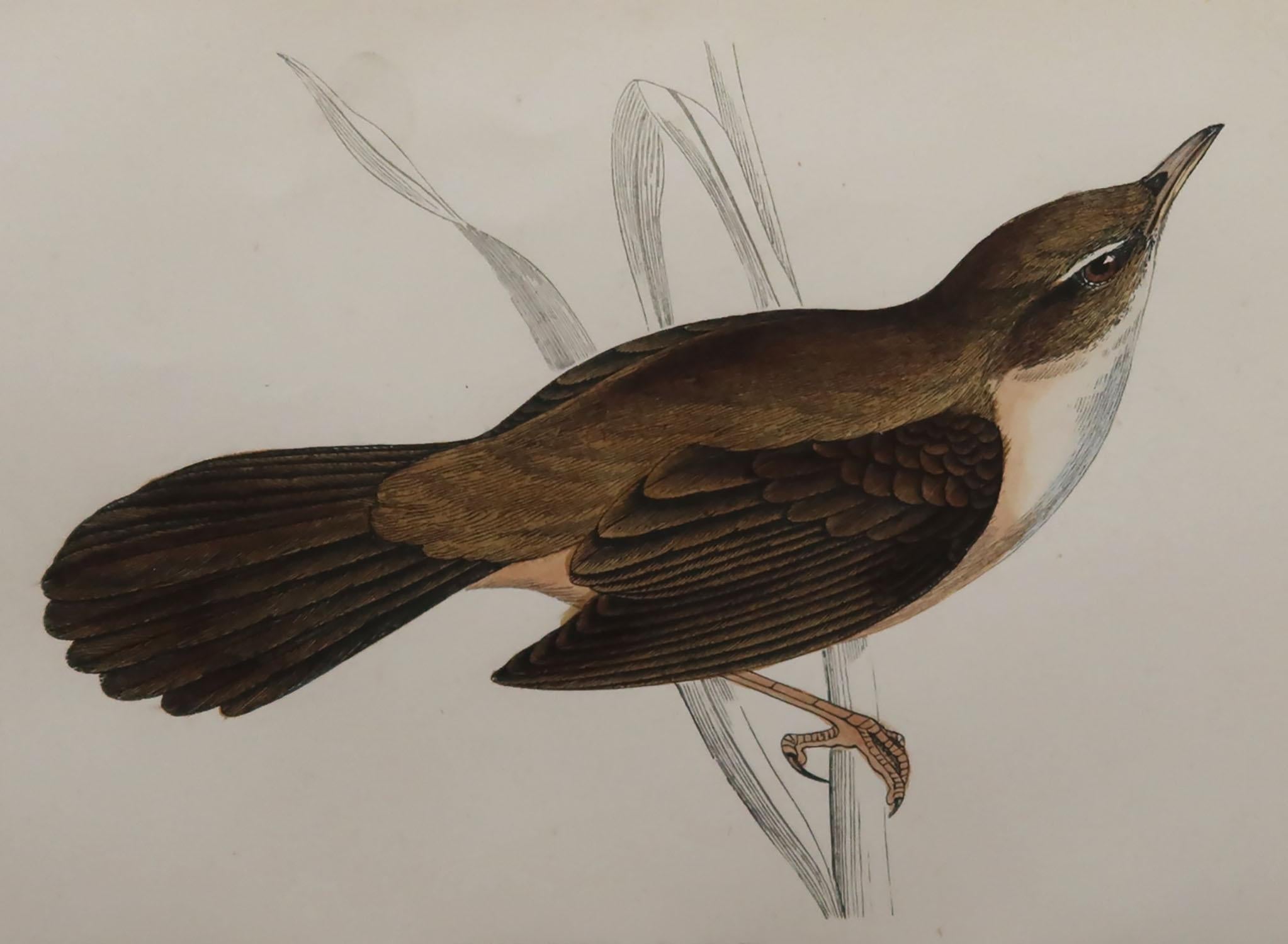 Great image of a great sedge warbler

Unframed. It gives you the option of perhaps making a set up using your own choice of frames.

Lithograph with original hand color.

Published, circa 1870

Free shipping.




   