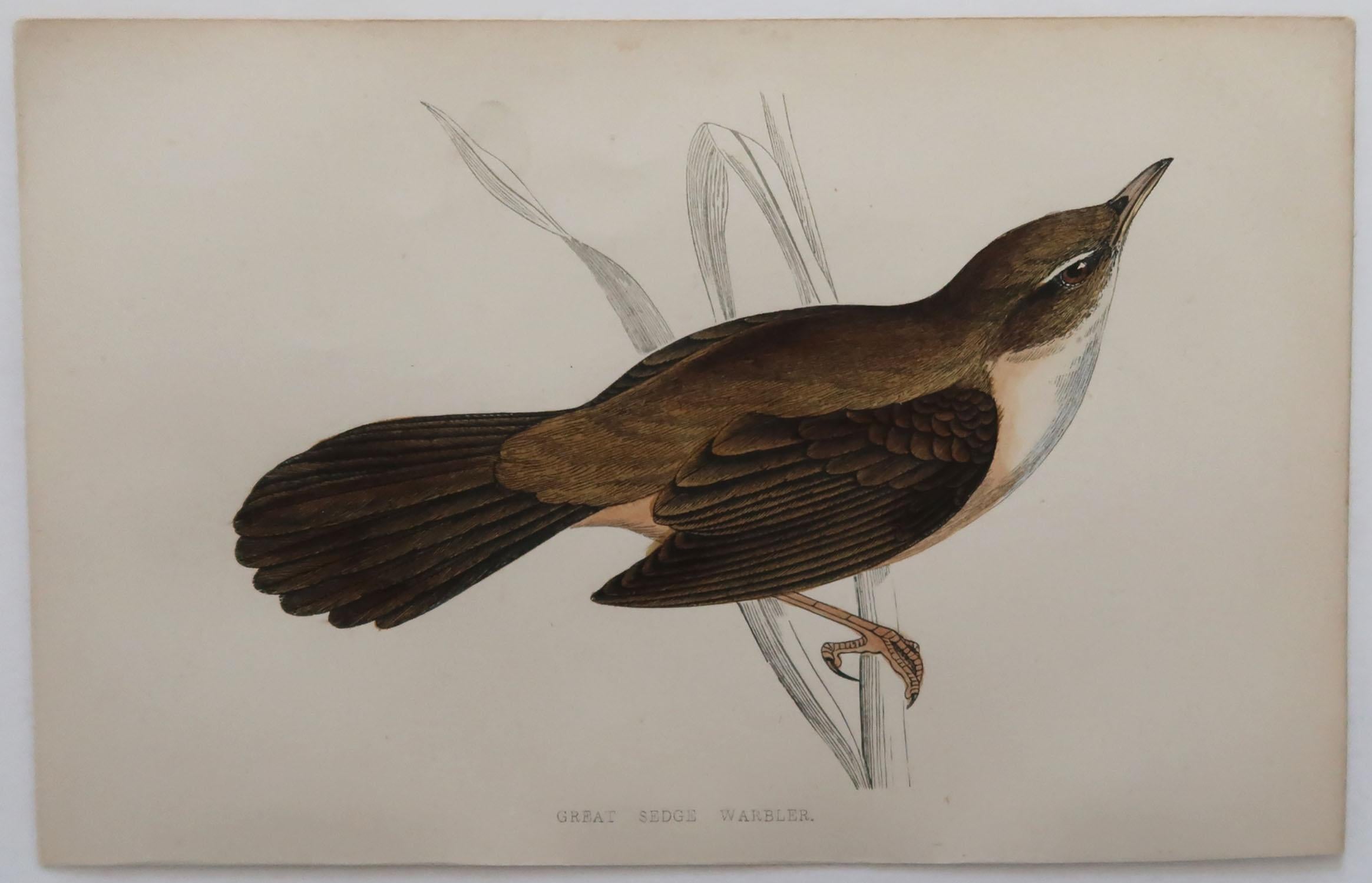 Folk Art Original Antique Bird Print, the Great Sedge Warbler, circa 1870