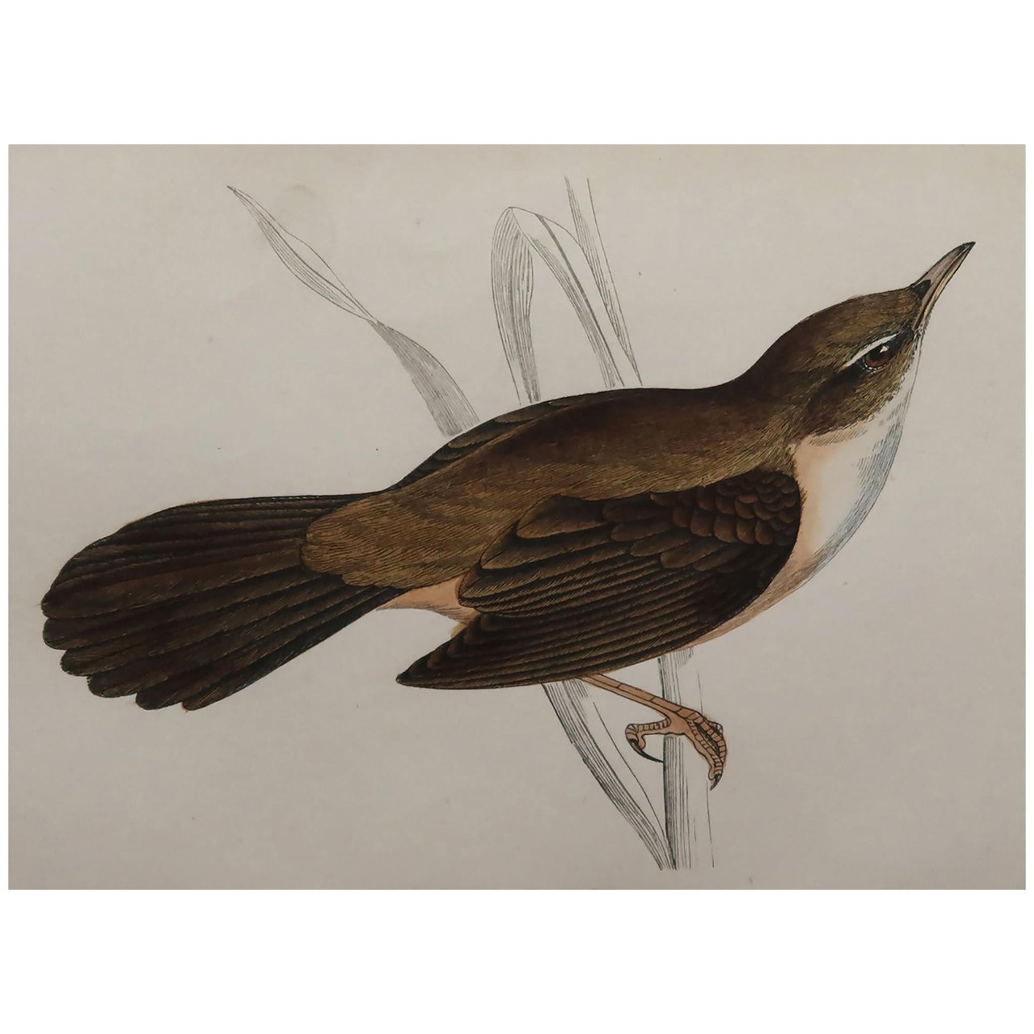 Original Antique Bird Print, the Great Sedge Warbler, circa 1870