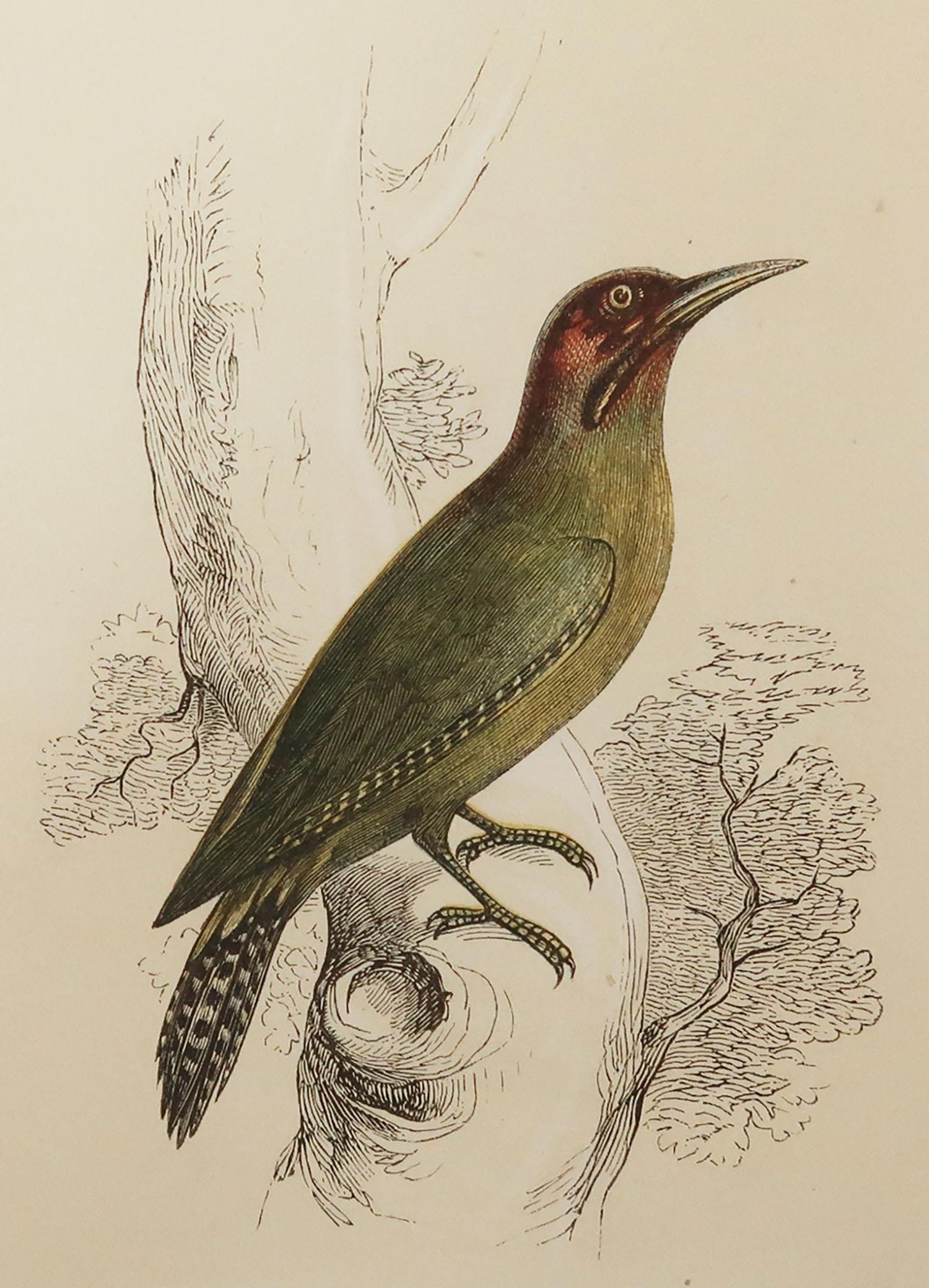 Great image of a green woodpecker

Unframed. It gives you the option of perhaps making a set up using your own choice of frames.

Lithograph with original color.

Published by Tallis, circa 1850

Crudely inscribed title has been erased at