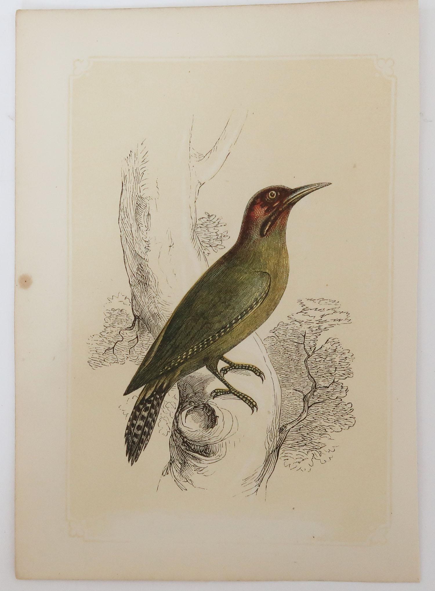 Folk Art Original Antique Bird Print, the Green Woodpecker, Tallis, circa 1850