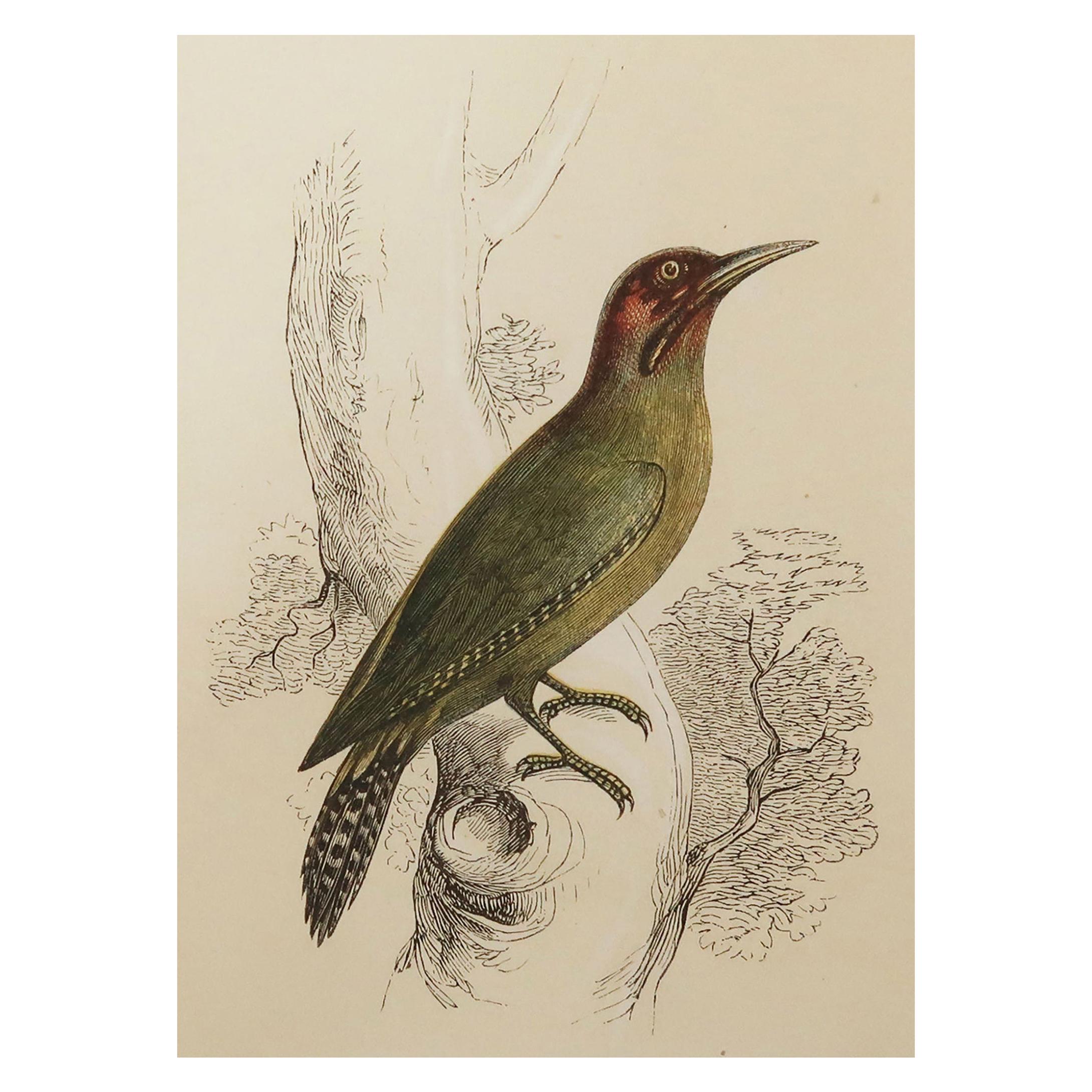 Original Antique Bird Print, the Green Woodpecker, Tallis, circa 1850