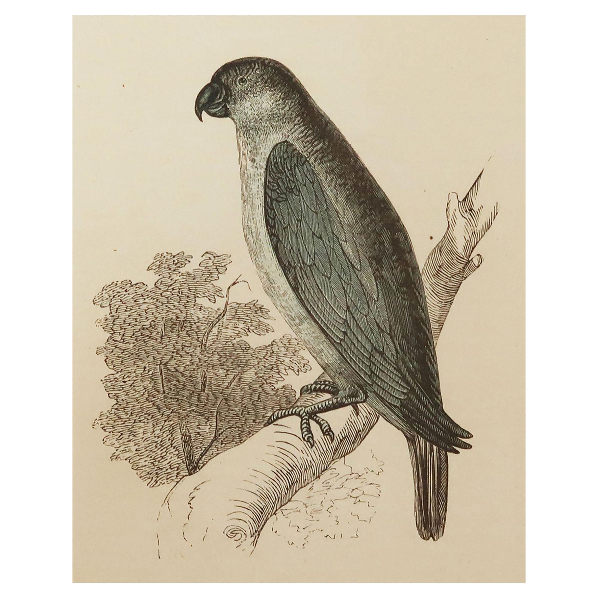 Original Antique Bird Print, the Grey Parrot, Tallis circa 1850