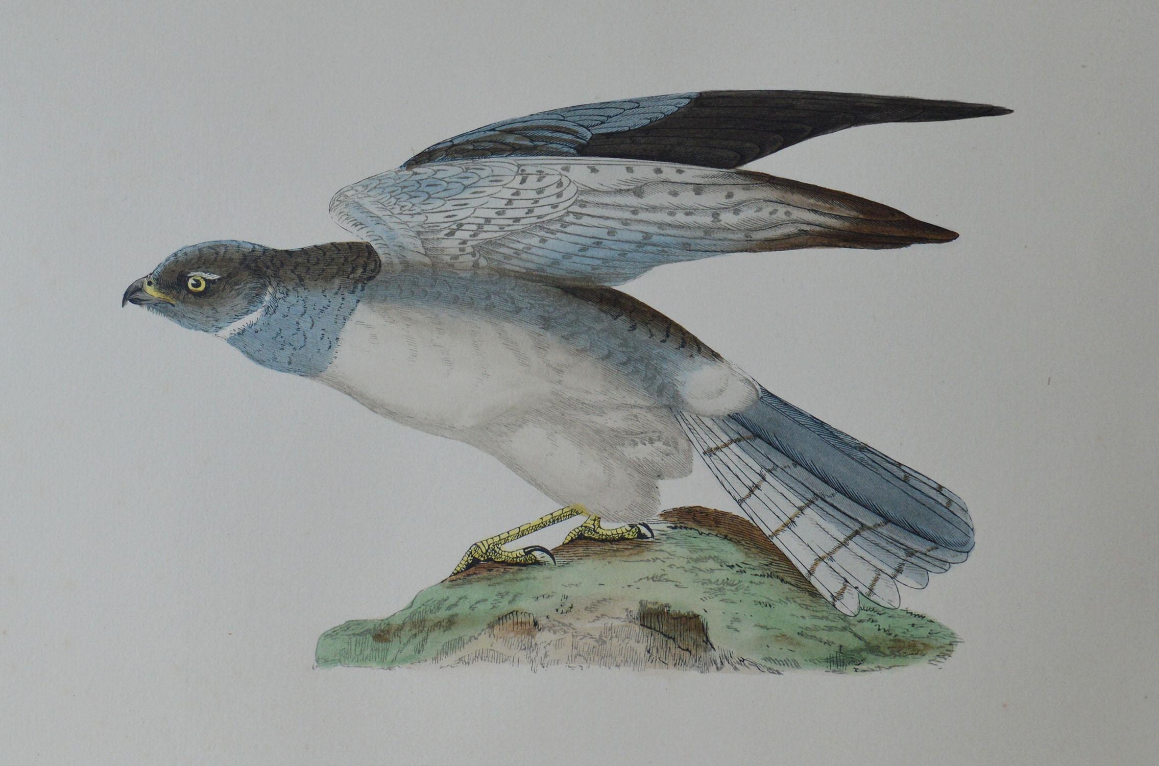 Folk Art Original Antique Bird Print, the Hen Harrier, circa 1850