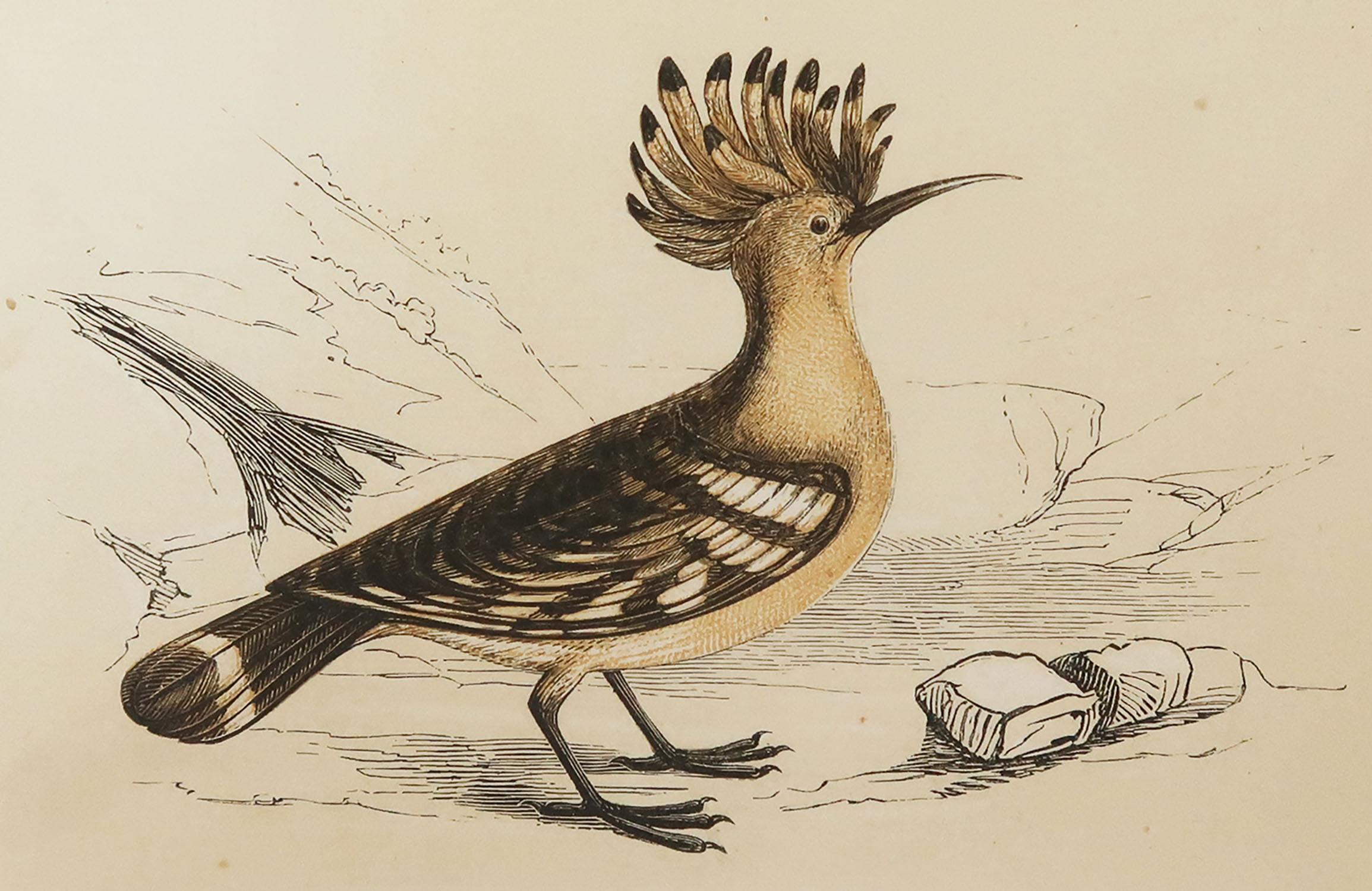 Great image of a hoopoe

Unframed. It gives you the option of perhaps making a set up using your own choice of frames.

Lithograph with original color.

Published by Tallis, circa 1850

Crudely inscribed title has been erased at the bottom