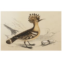 Original Antique Bird Print, the Hoopoe, Tallis, circa 1850
