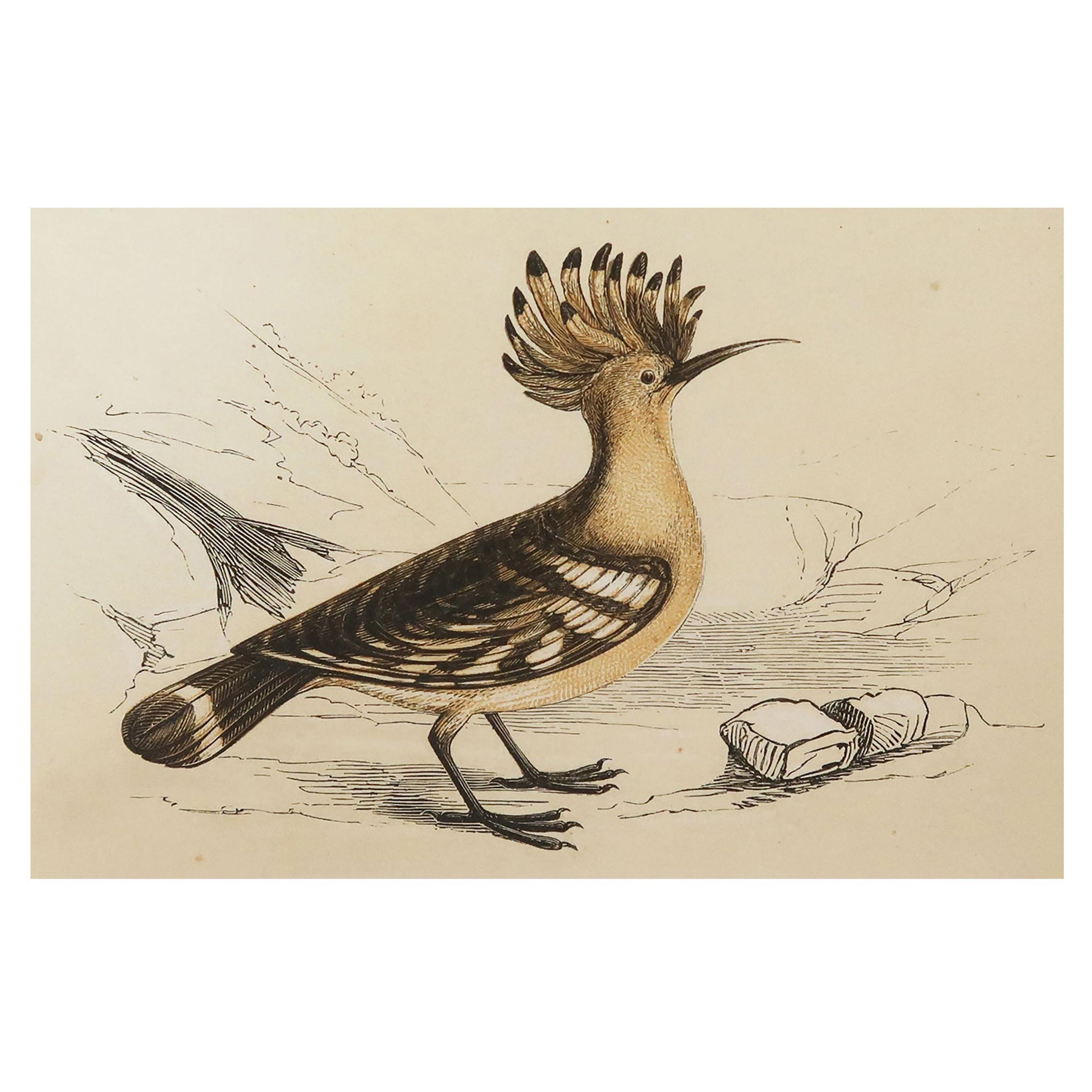 Original Antique Bird Print, the Hoopoe, Tallis, circa 1850