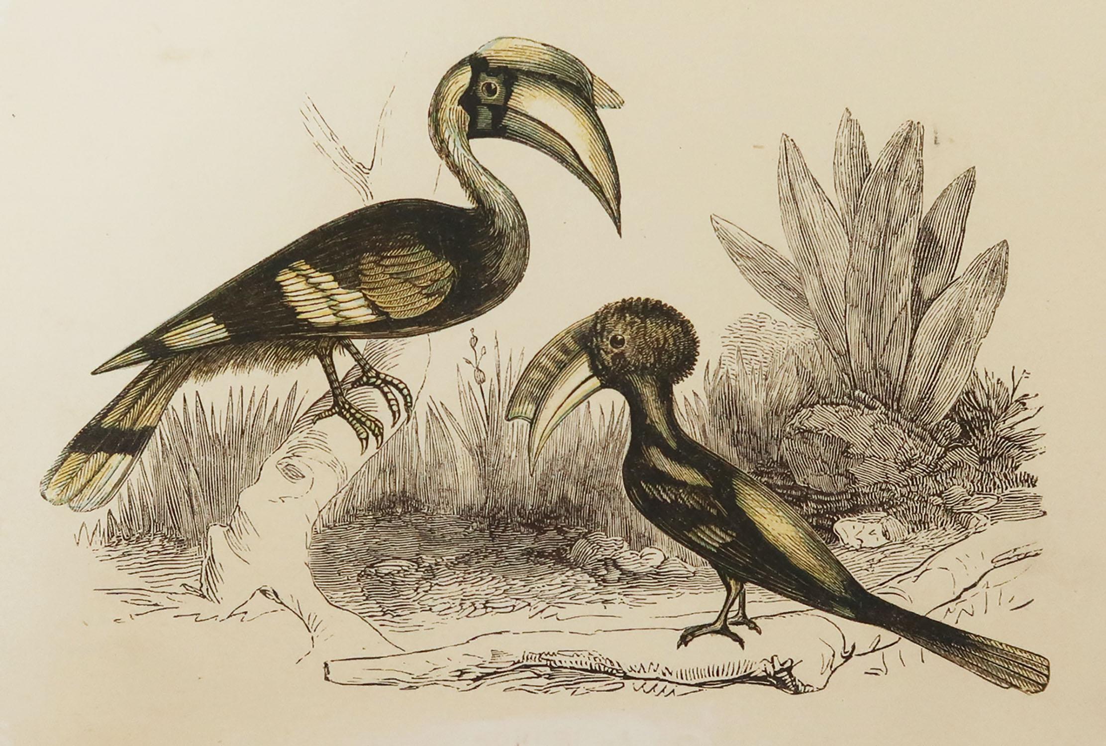 Great image of hornbills

Unframed. It gives you the option of perhaps making a set up using your own choice of frames.

Lithograph with original color.

Published by Tallis, circa 1850

Crudely inscribed title has been erased at the bottom
