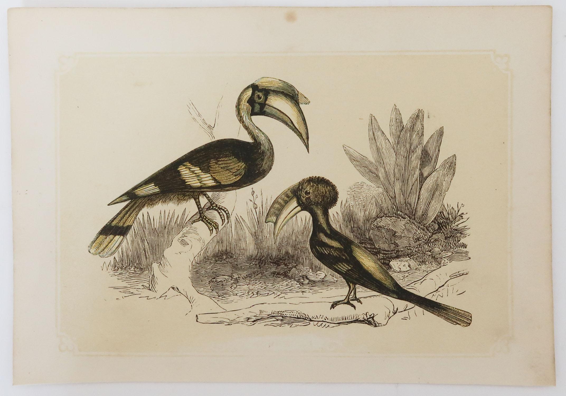 Folk Art Original Antique Bird Print, the Hornbill, Tallis, circa 1850