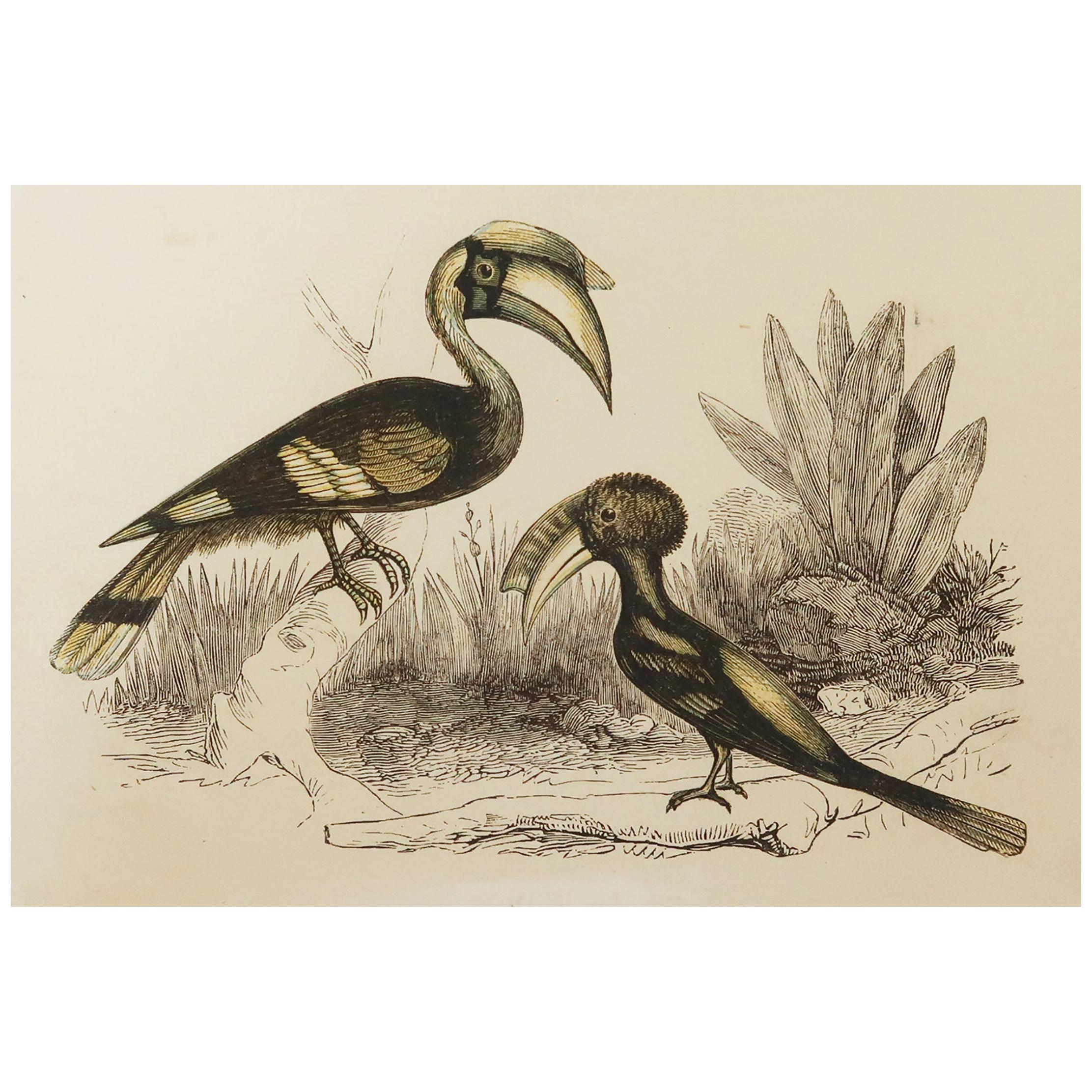 Original Antique Bird Print, the Hornbill, Tallis, circa 1850