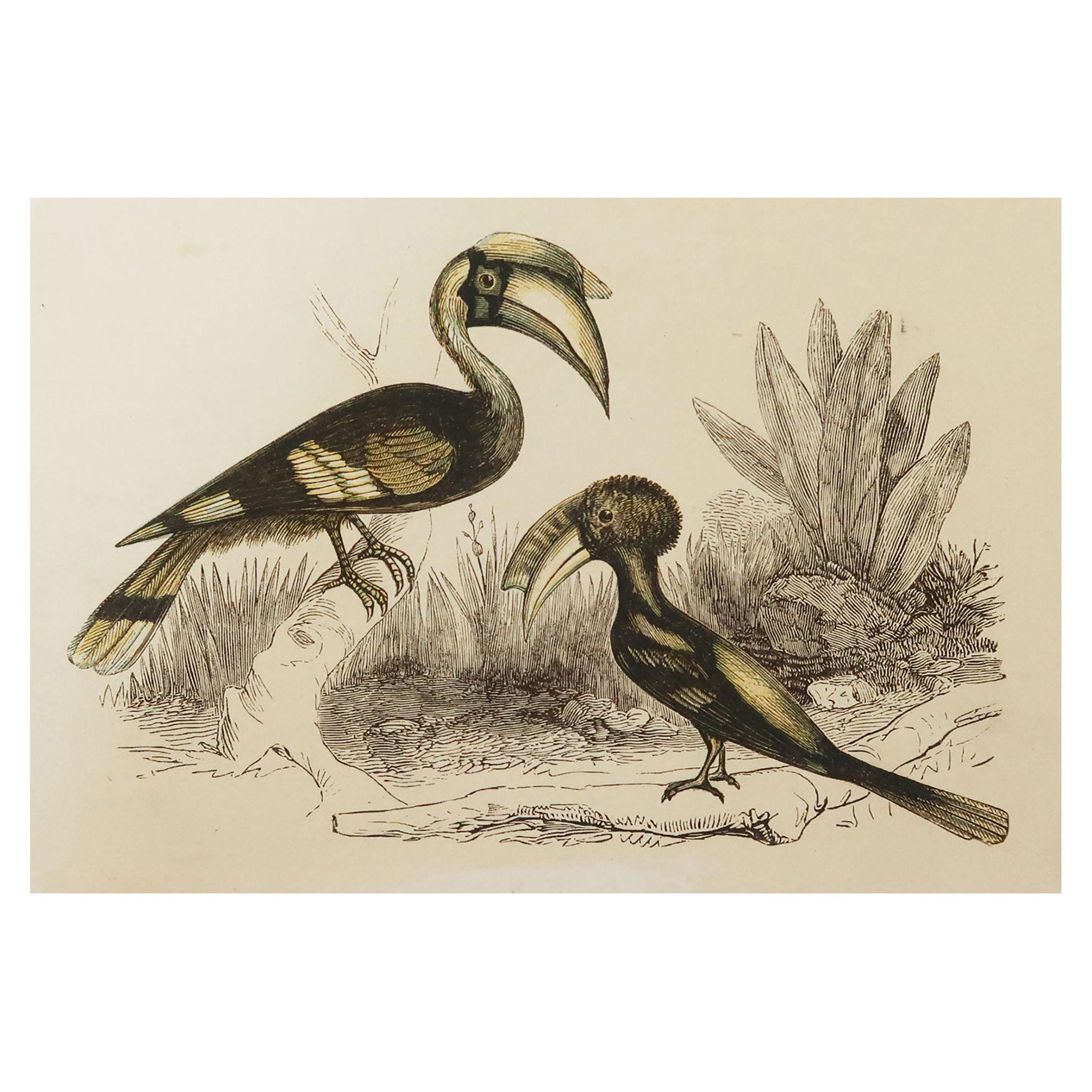 Original Antique Bird Print, the Hornbill, Tallis, circa 1850