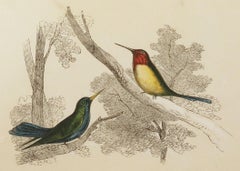 Original Antique Bird Print, the Hummingbird, Tallis, circa 1850