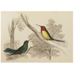 Original Antique Bird Print, the Hummingbird, Tallis, circa 1850
