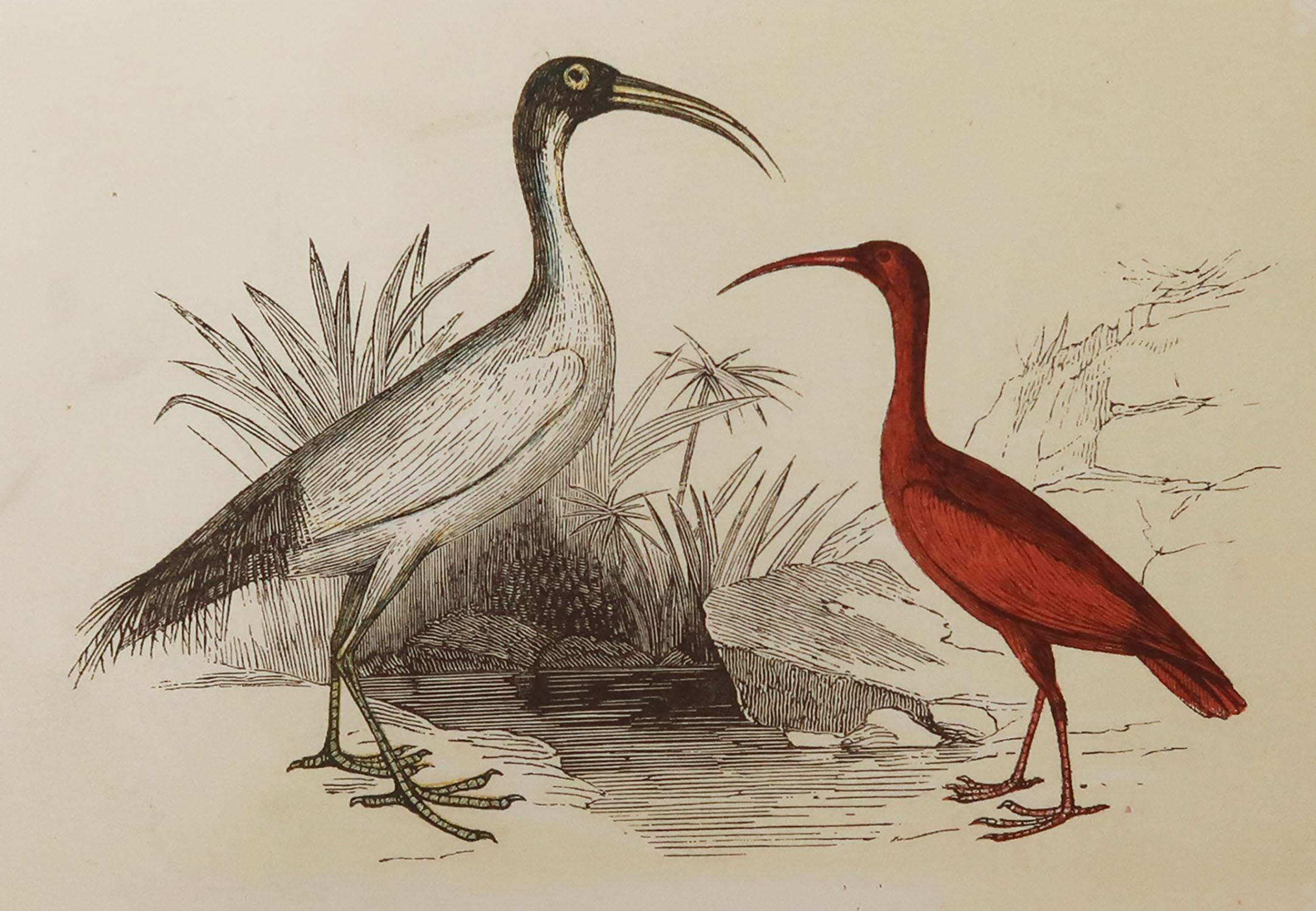 Great image of Ibis

Unframed. It gives you the option of perhaps making a set up using your own choice of frames.

Lithograph with original color.

Published by Tallis circa 1850

Crudely inscribed title has been erased at the bottom of the