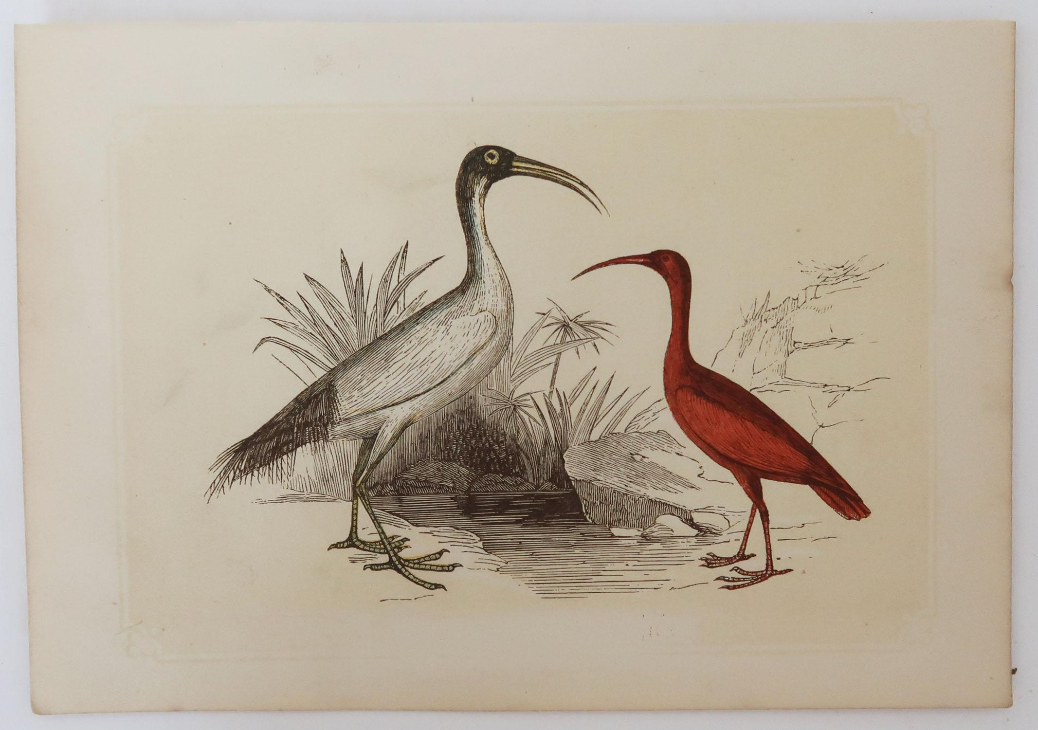 Folk Art Original Antique Bird Print, the Ibis, Tallis circa 1850