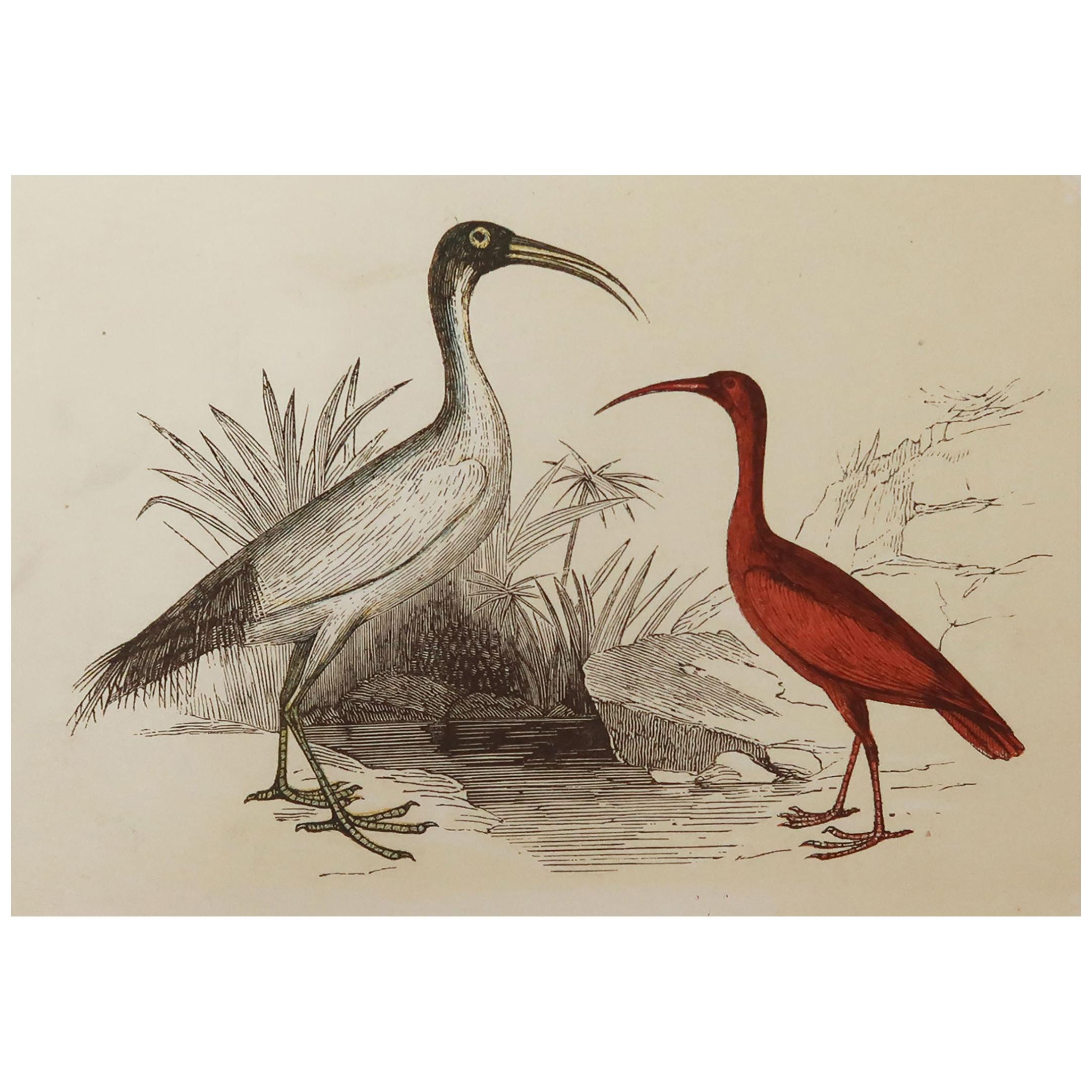 Original Antique Bird Print, the Ibis, Tallis circa 1850