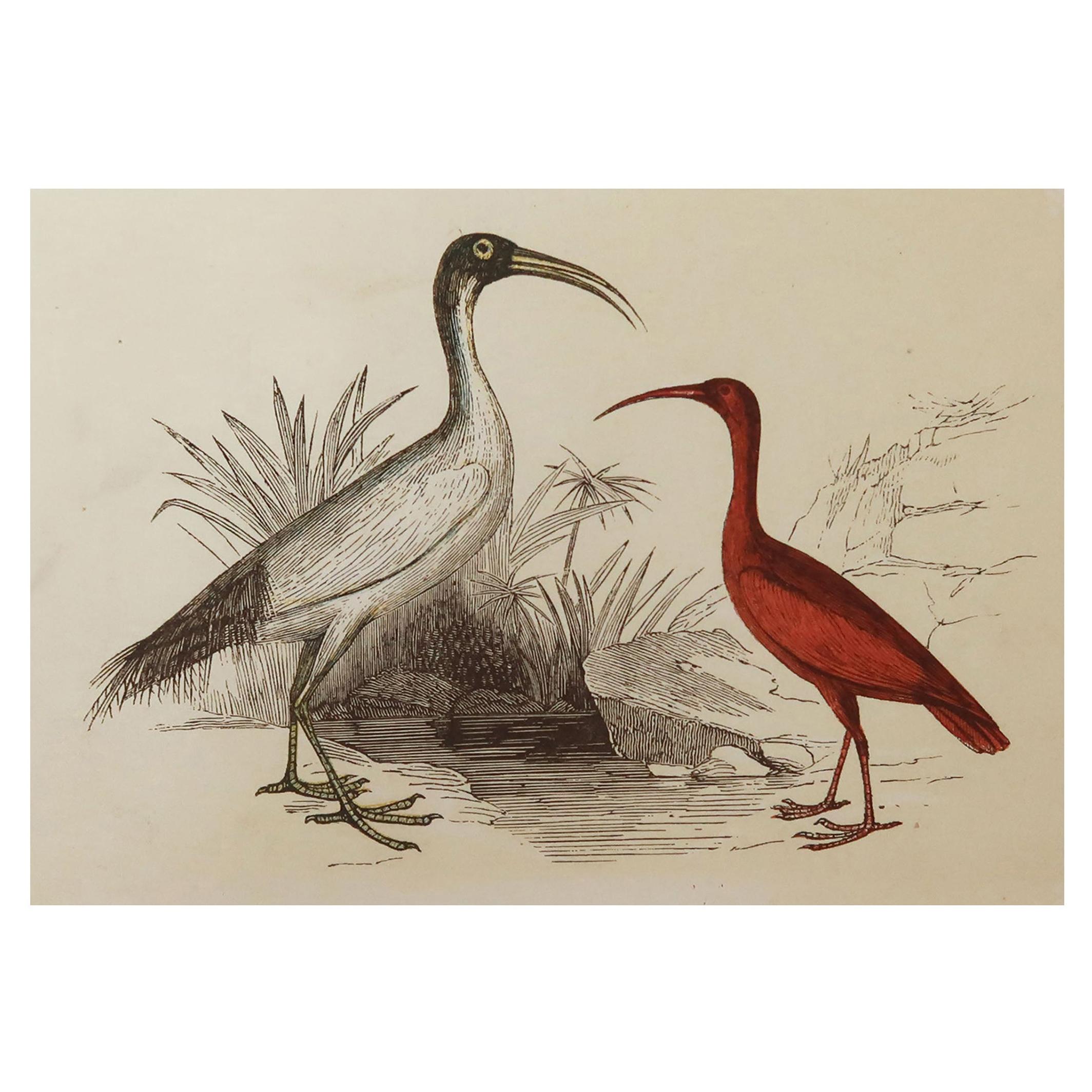 Original Antique Bird Print, the Ibis, Tallis, circa 1850