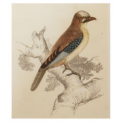 Original Antique Bird Print, the Jay, Tallis circa 1850