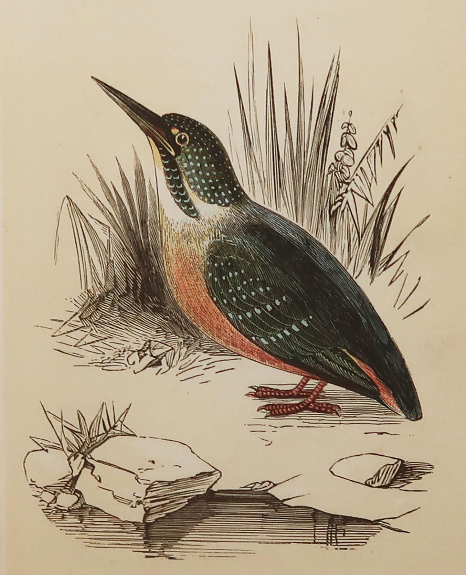 Great image of a Kingfisher

Unframed. It gives you the option of perhaps making a set up using your own choice of frames.

Lithograph with original color.

Published by Tallis circa 1850

Crudely inscribed title has been erased at the