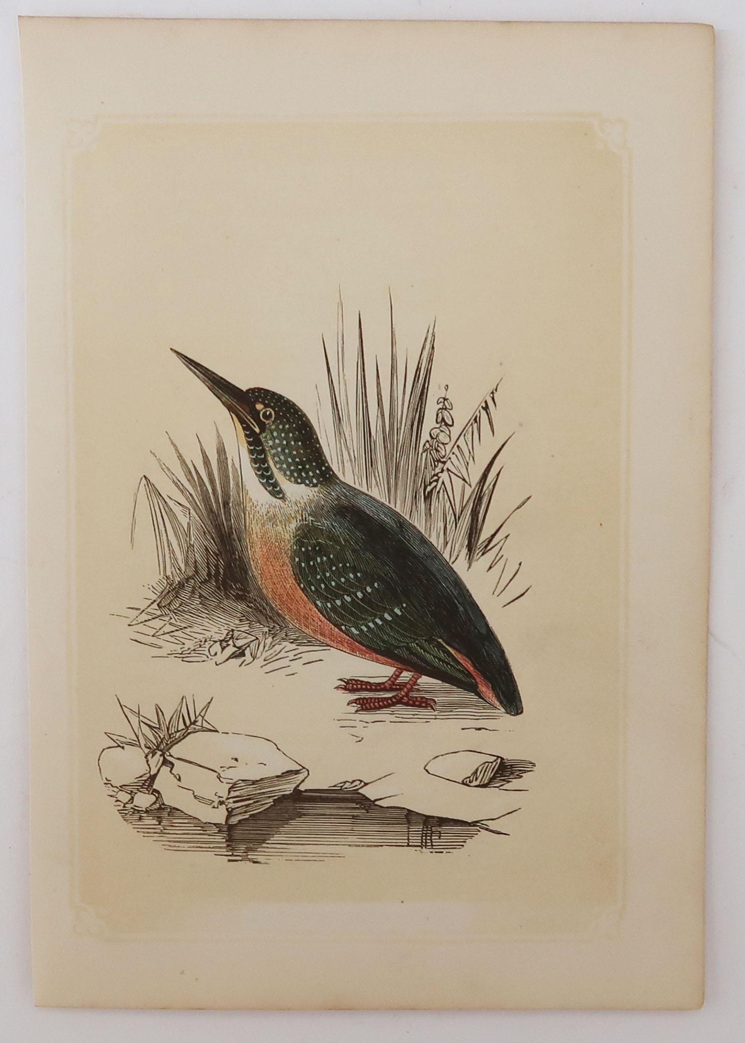 Folk Art Original Antique Bird Print, the Kingfisher, Tallis circa 1850