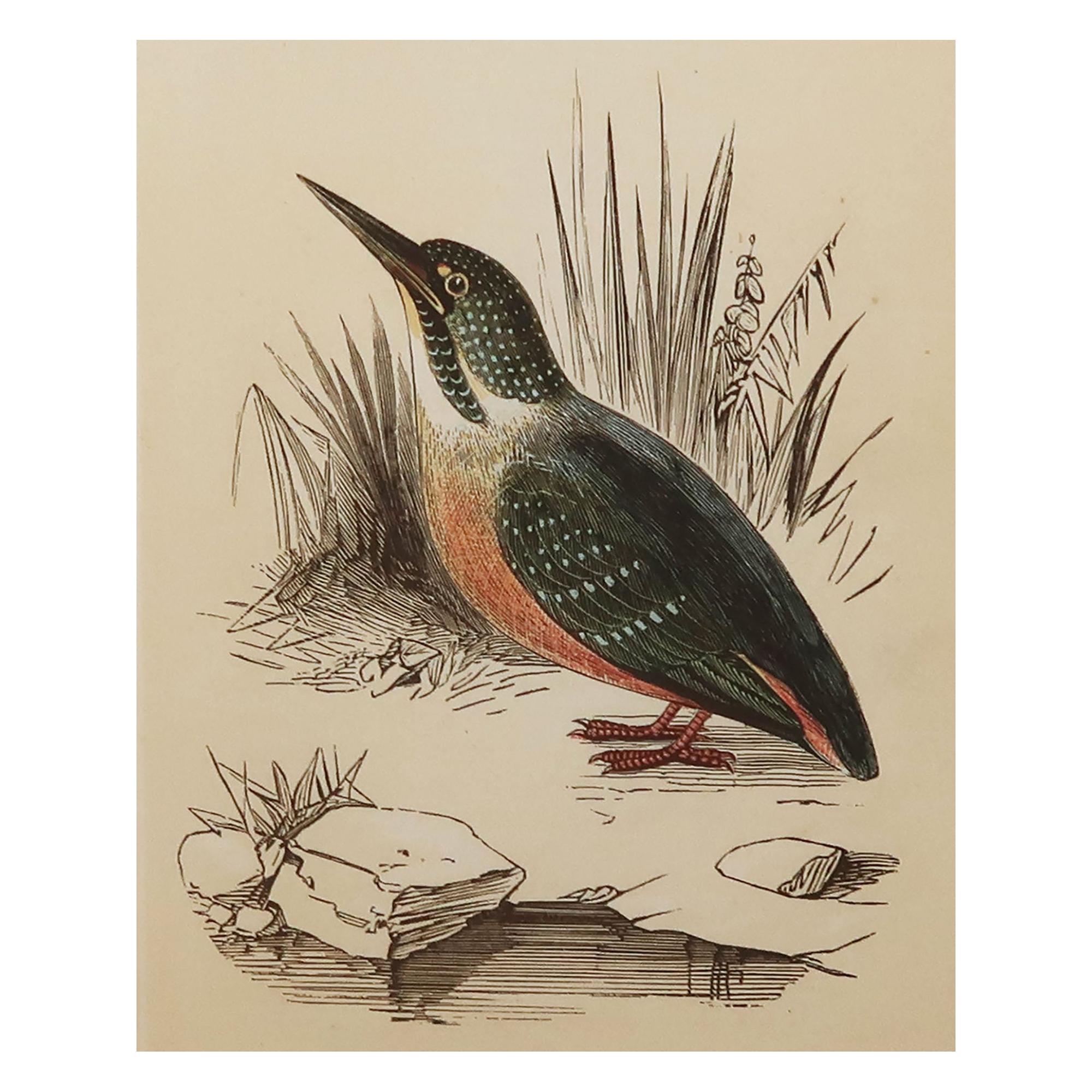 Original Antique Bird Print, the Kingfisher, Tallis circa 1850