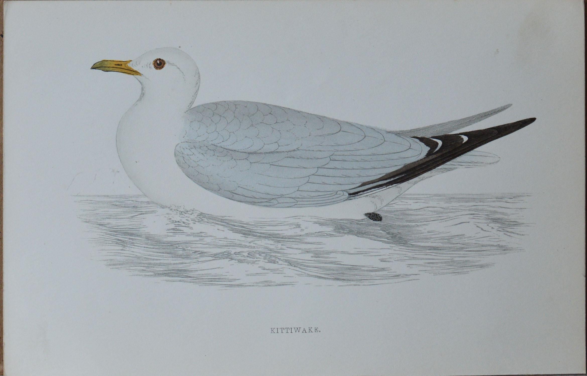 Great image of a kittiwake

Unframed. It gives you the option of perhaps making a set up using your own choice of frames.

Lithograph with original hand color.

Published, circa 1850

Free shipping.




 