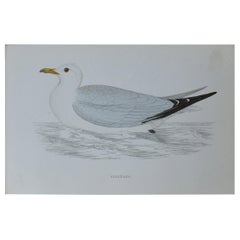 Original Antique Bird Print, the Kittiwake, circa 1850