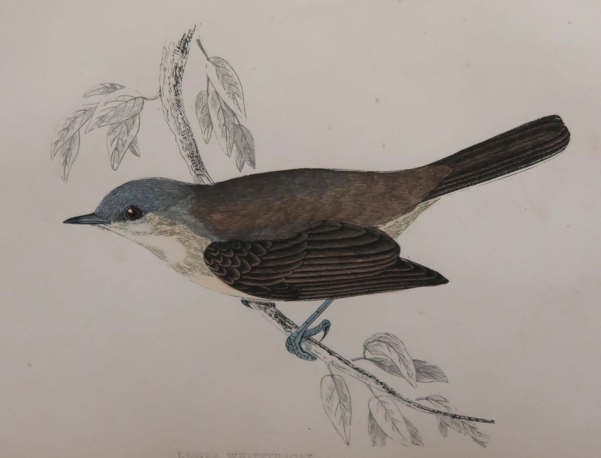 Great image of a lesser whitethroat

Unframed. It gives you the option of perhaps making a set up using your own choice of frames.

Lithograph with original hand color.

Published, circa 1870

Free shipping.




 