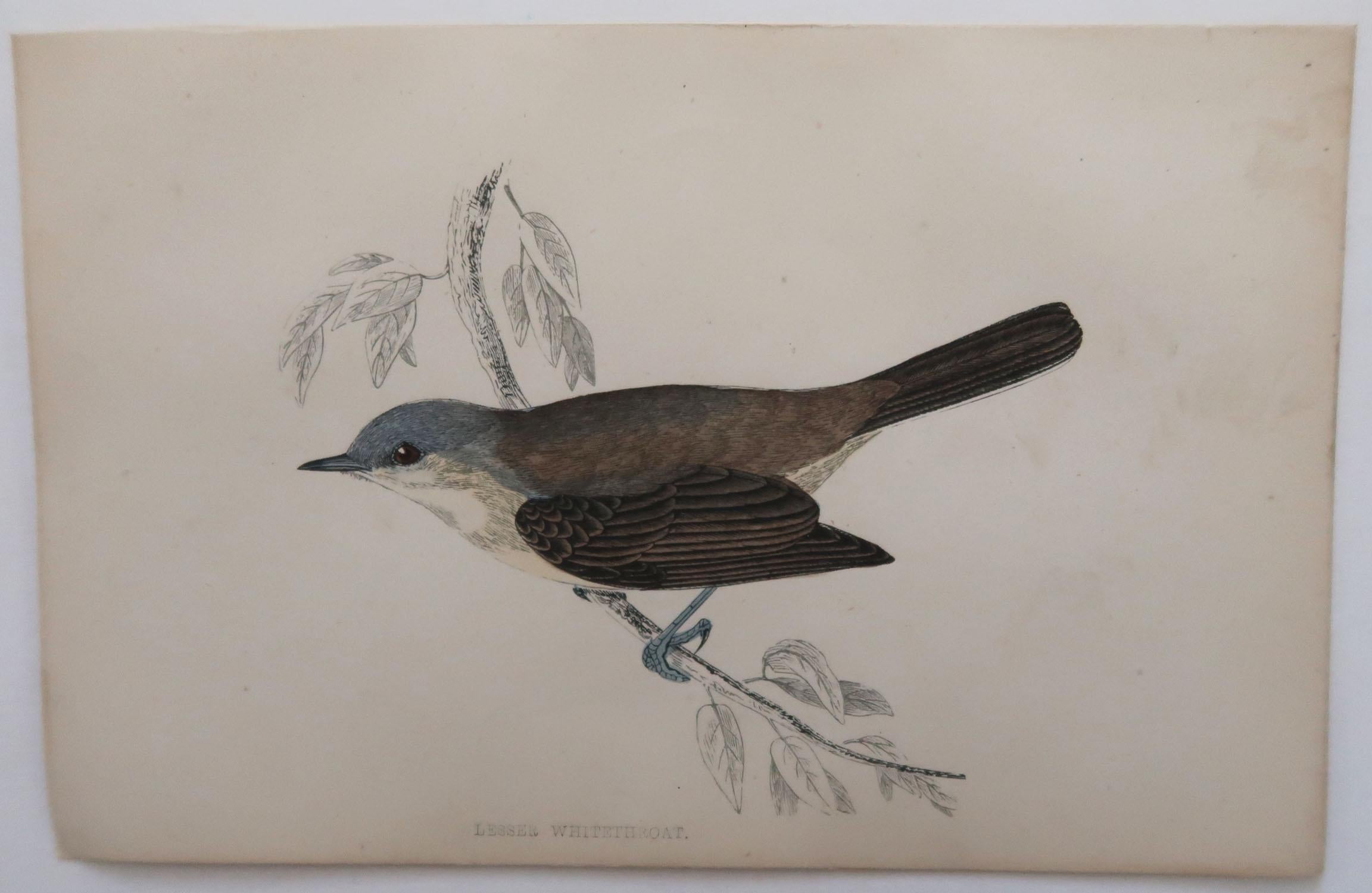 Folk Art Original Antique Bird Print, the Lesser Whitethroat, circa 1870