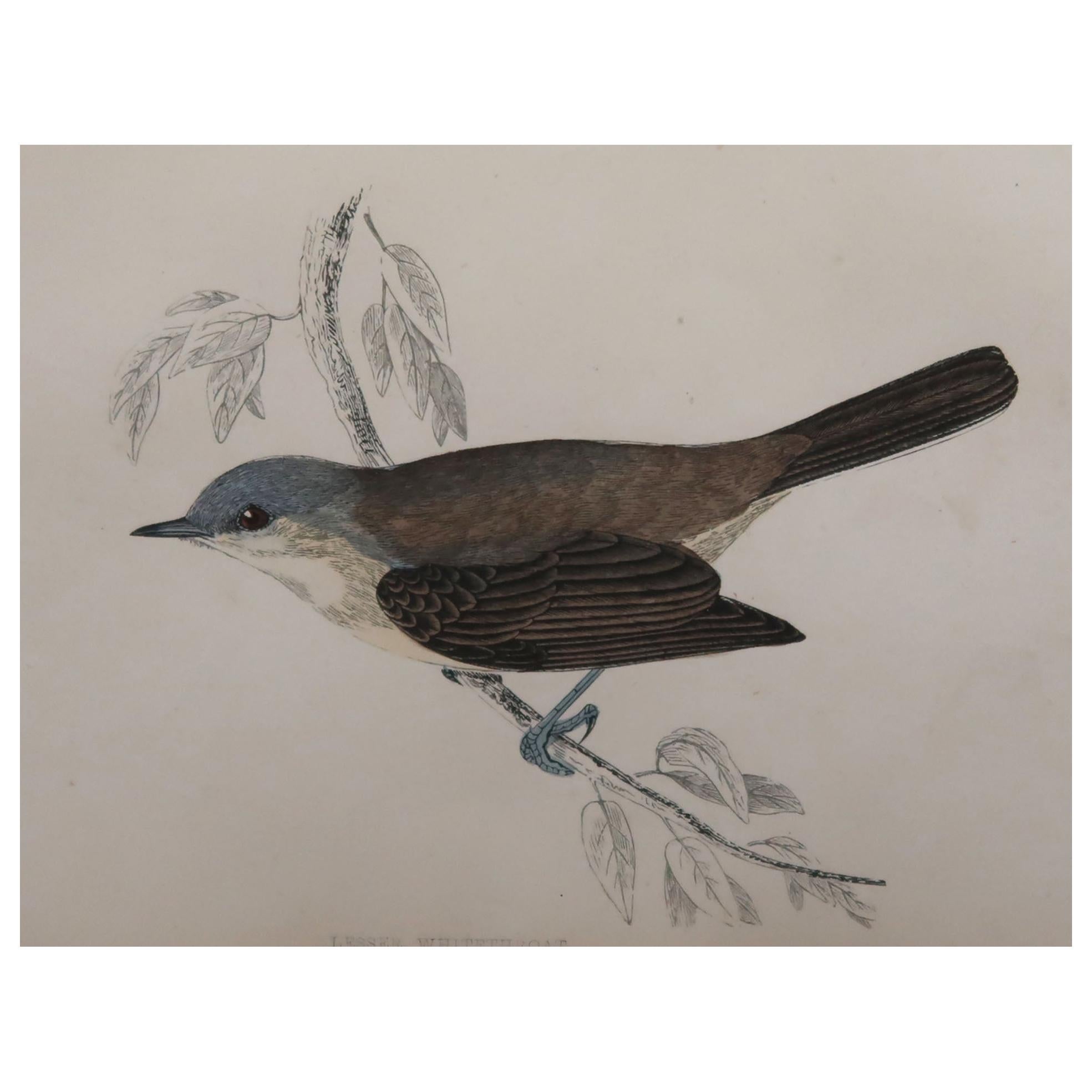 Original Antique Bird Print, the Lesser Whitethroat, circa 1870