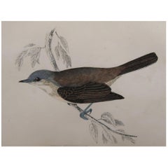 Original Antique Bird Print, the Lesser Whitethroat, circa 1870