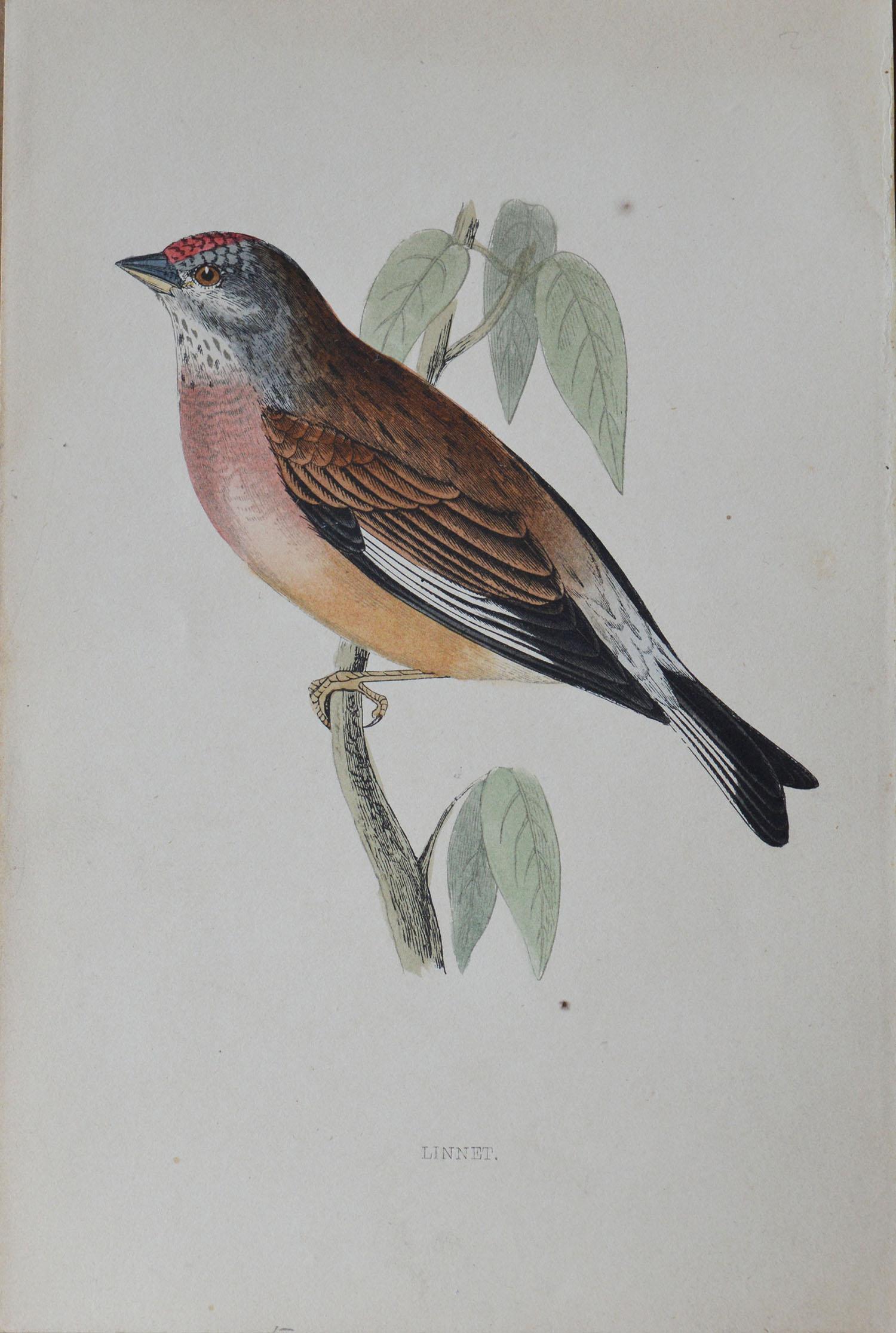 Folk Art Original Antique Bird Print, the Linnet, circa 1850