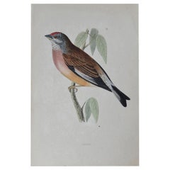 Original Antique Bird Print, the Linnet, circa 1850