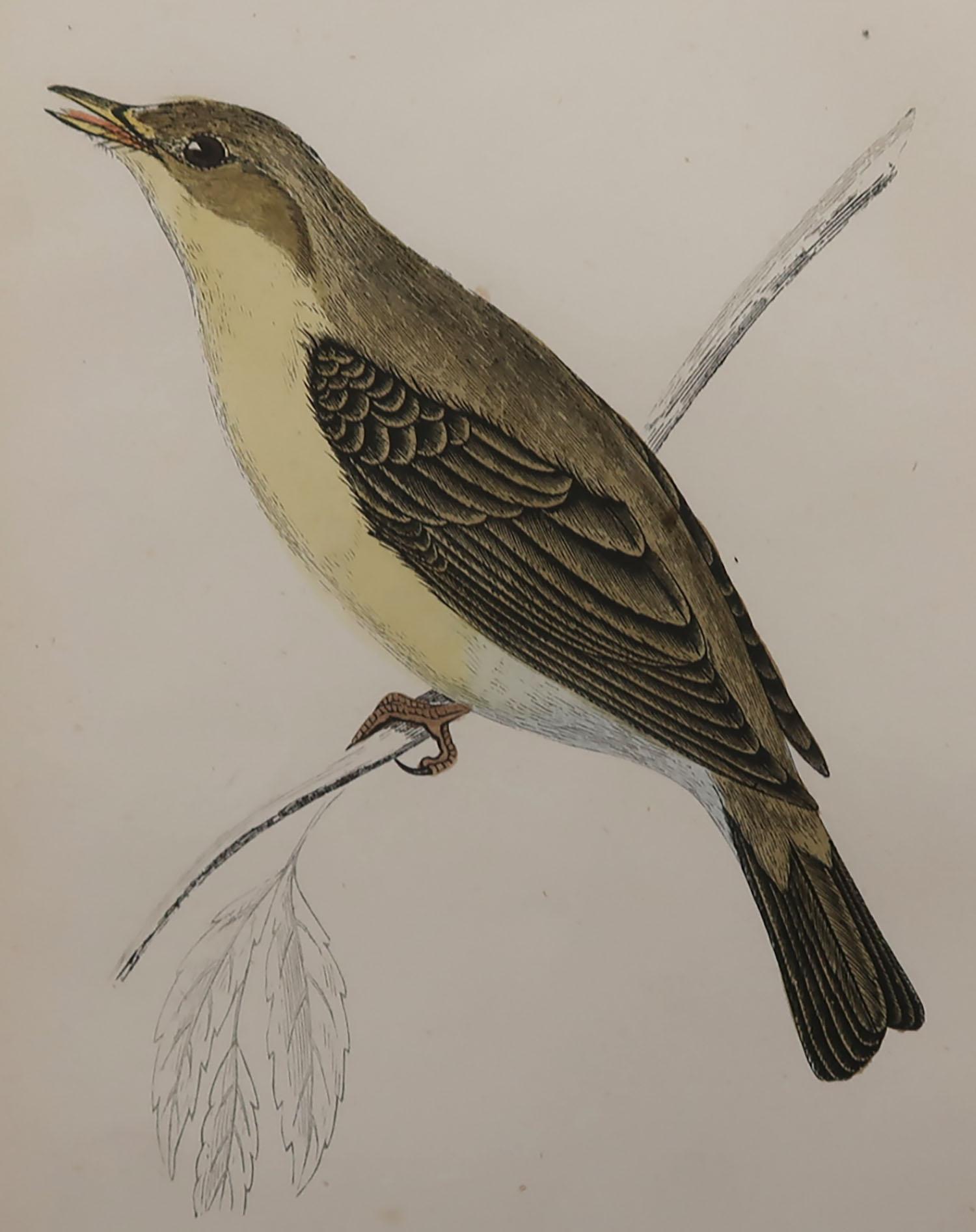 Great image of a melodious willow warbler

Unframed. It gives you the option of perhaps making a set up using your own choice of frames.

Lithograph with original hand color.

Published, circa 1870

Free shipping.




   