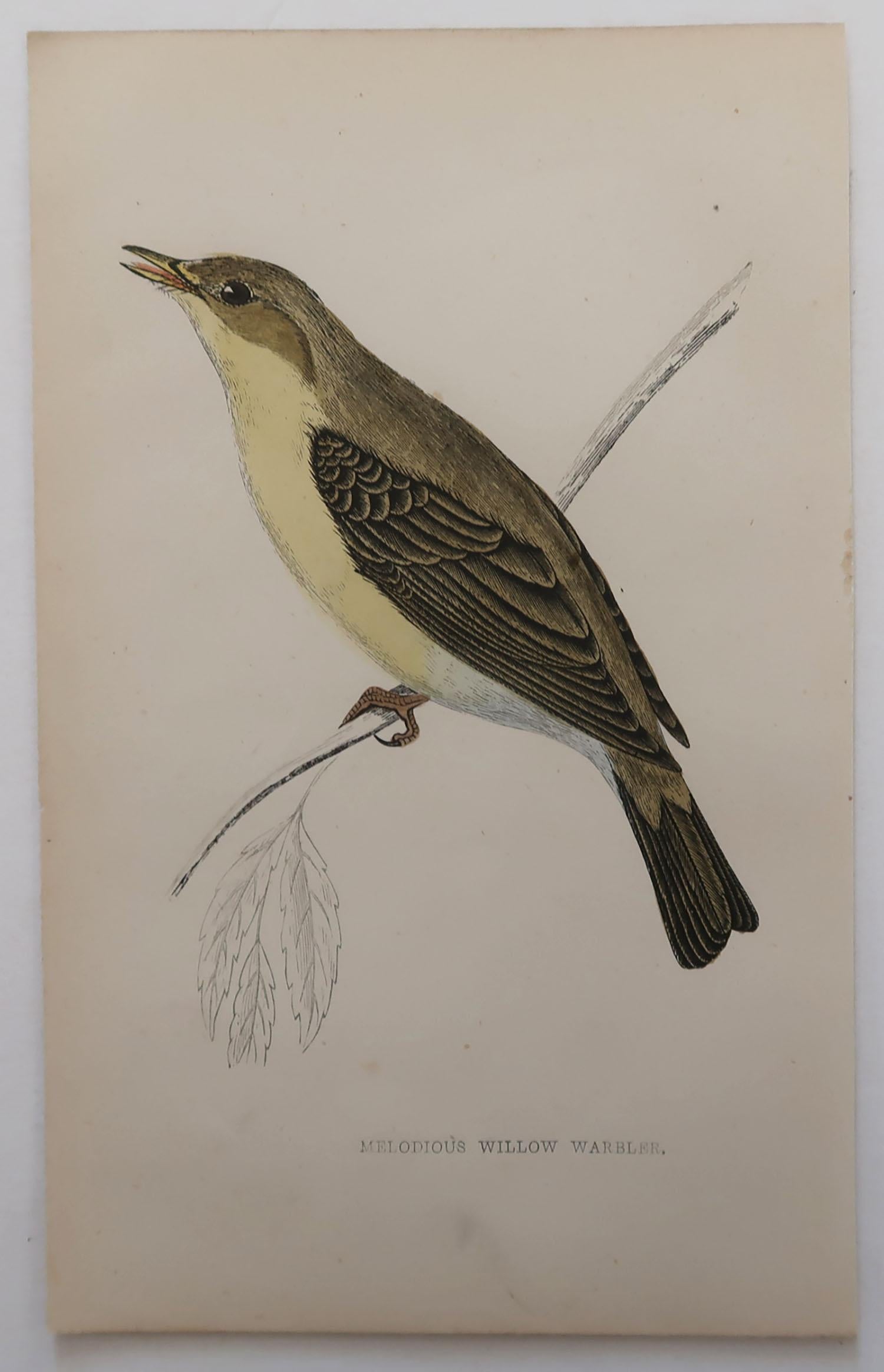 Folk Art Original Antique Bird Print, the Melodious Willow Warbler, circa 1870