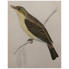 Original Antique Bird Print, the Melodious Willow Warbler, circa 1870