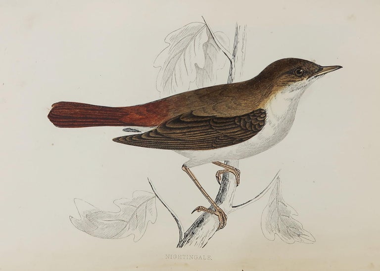 Great image of a nightingale

Unframed. It gives you the option of perhaps making a set up using your own choice of frames.

Lithograph with original hand color.

Published, circa 1870

Free shipping.




 