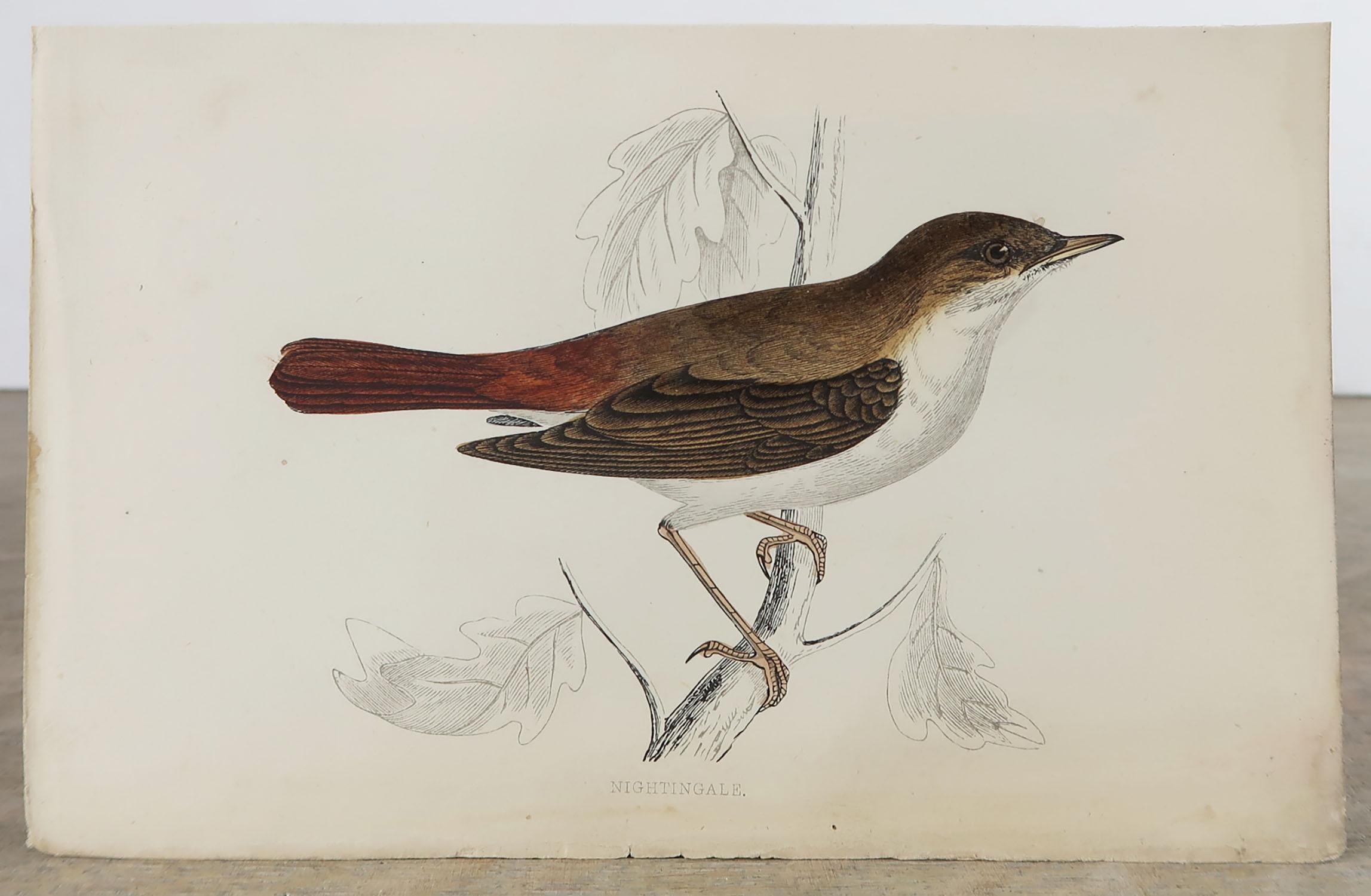 nightingale bird for sale