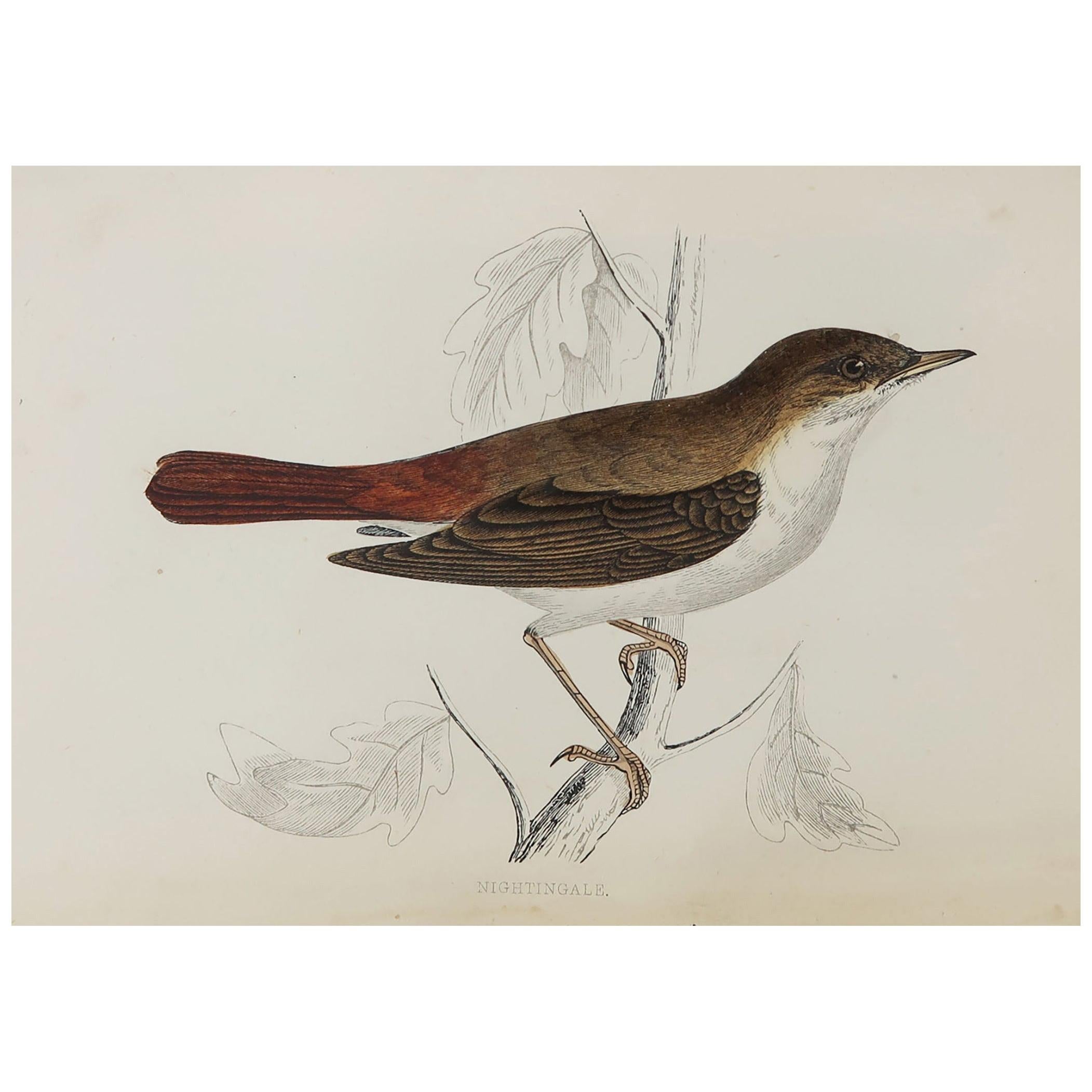 Original Antique Bird Print, the Nightingale, circa 1870