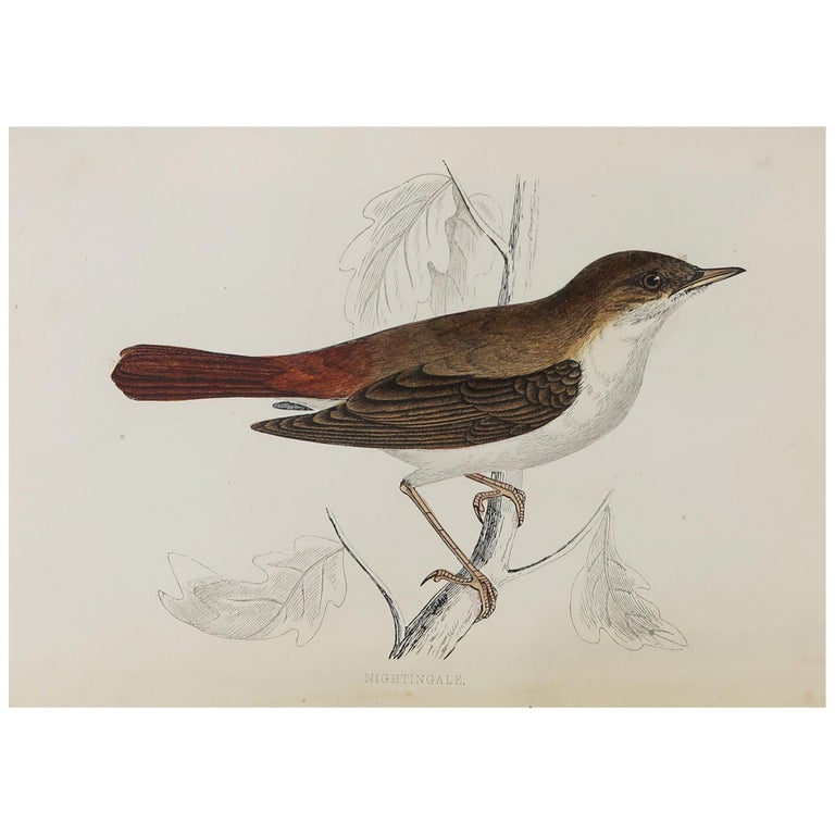 Original Antique Bird Print, the Nightingale, circa 1870 For Sale