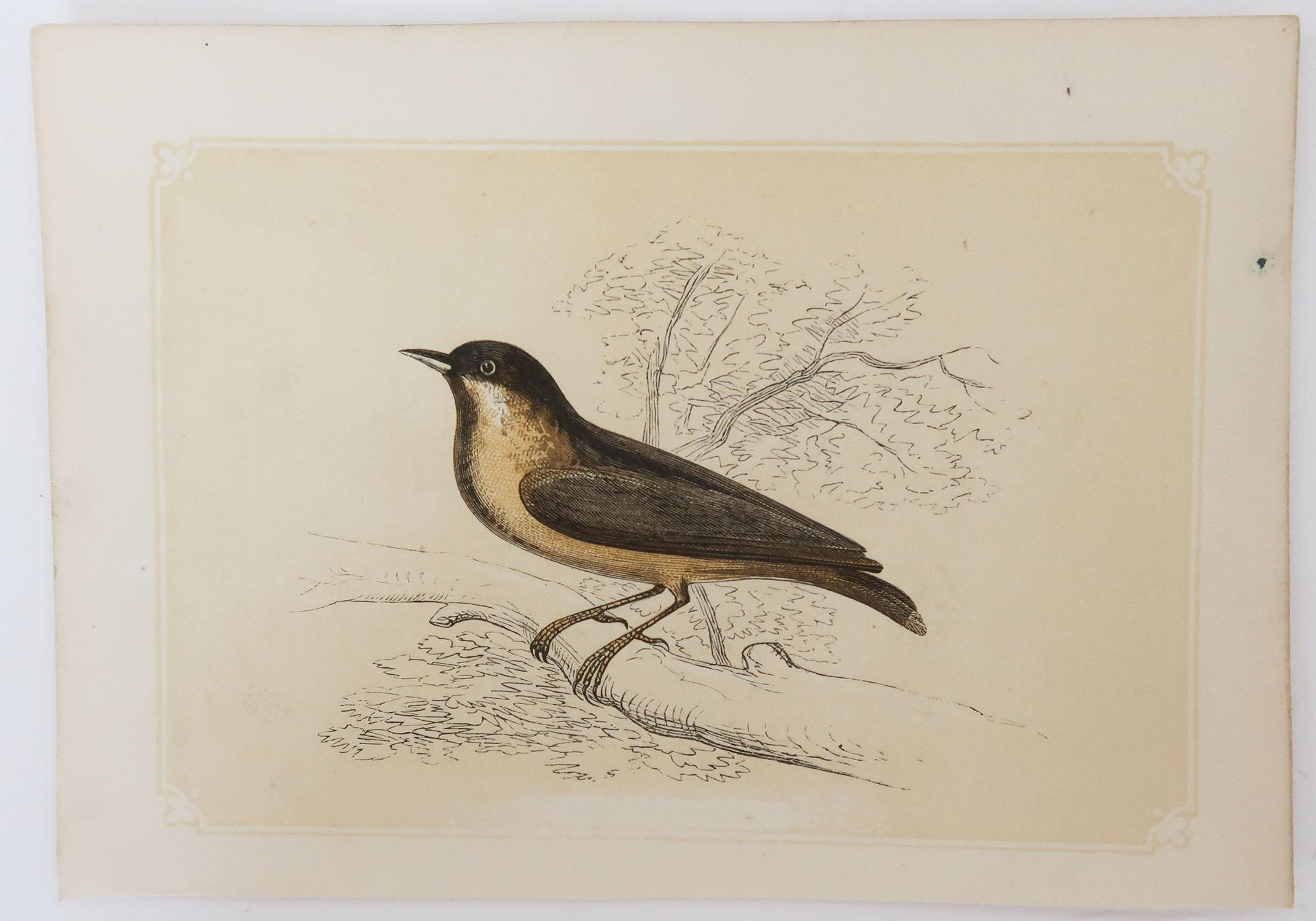Folk Art Original Antique Bird Print, the Nuthatch, Tallis, circa 1850