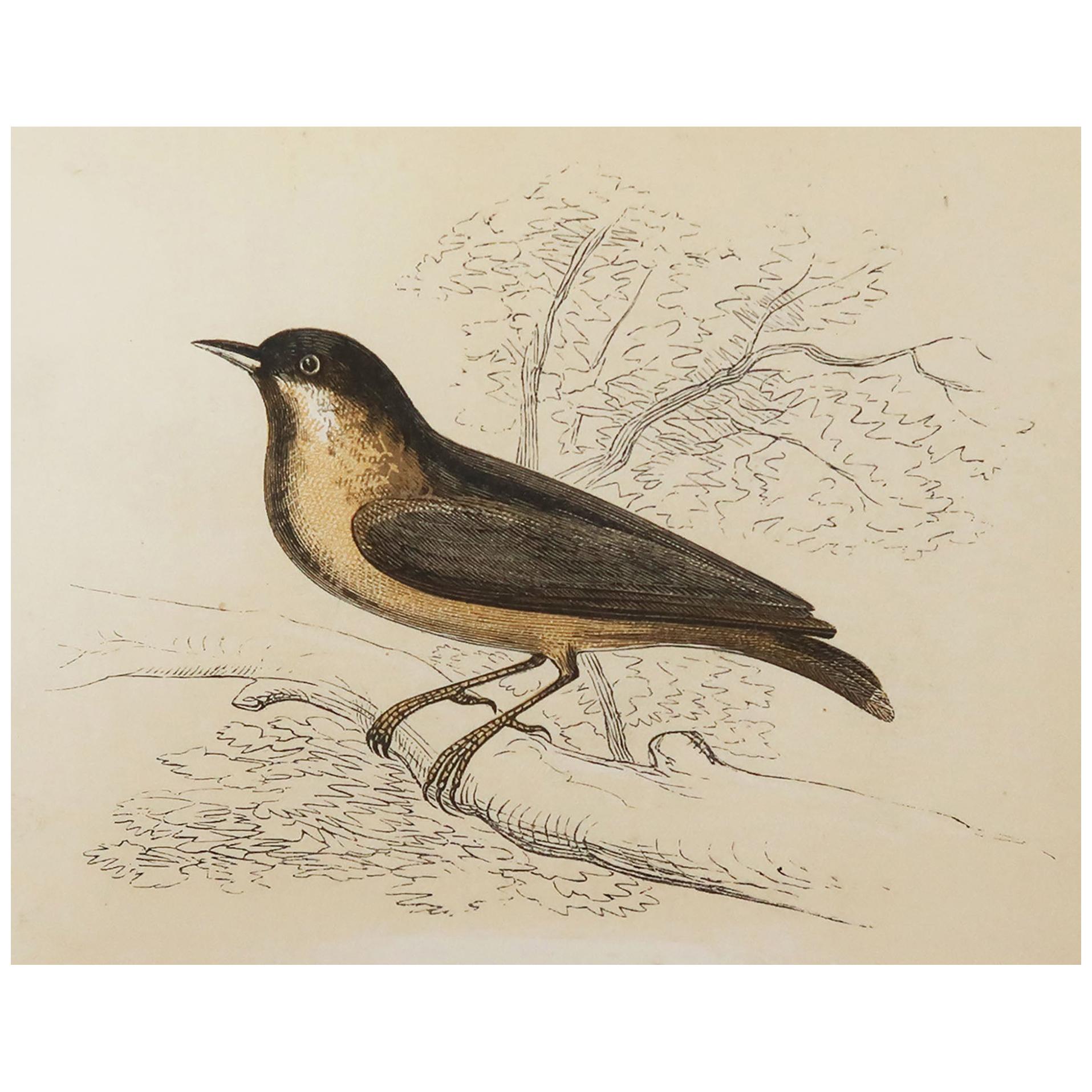 Original Antique Bird Print, the Nuthatch, Tallis, circa 1850