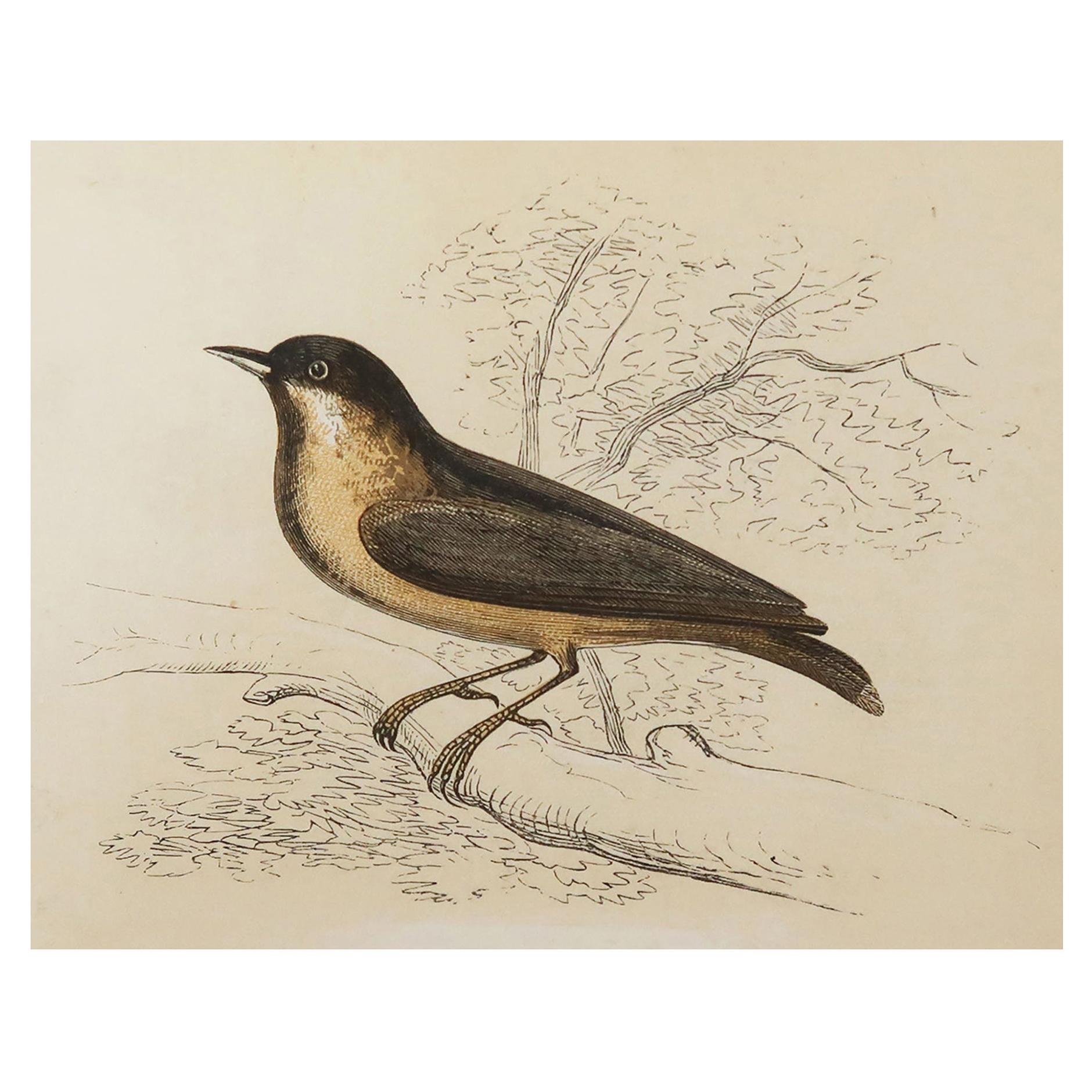 Original Antique Bird Print, the Nuthatch, Tallis, circa 1850