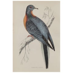 Original Antique Bird Print, the Passenger Pigeon, circa 1870