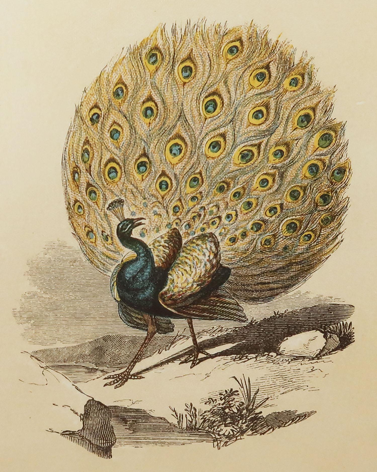 Great image of a peacock

Unframed. It gives you the option of perhaps making a set up using your own choice of frames.

Lithograph with original color.

Published by Tallis circa 1850

Crudely inscribed title has been erased at the bottom
