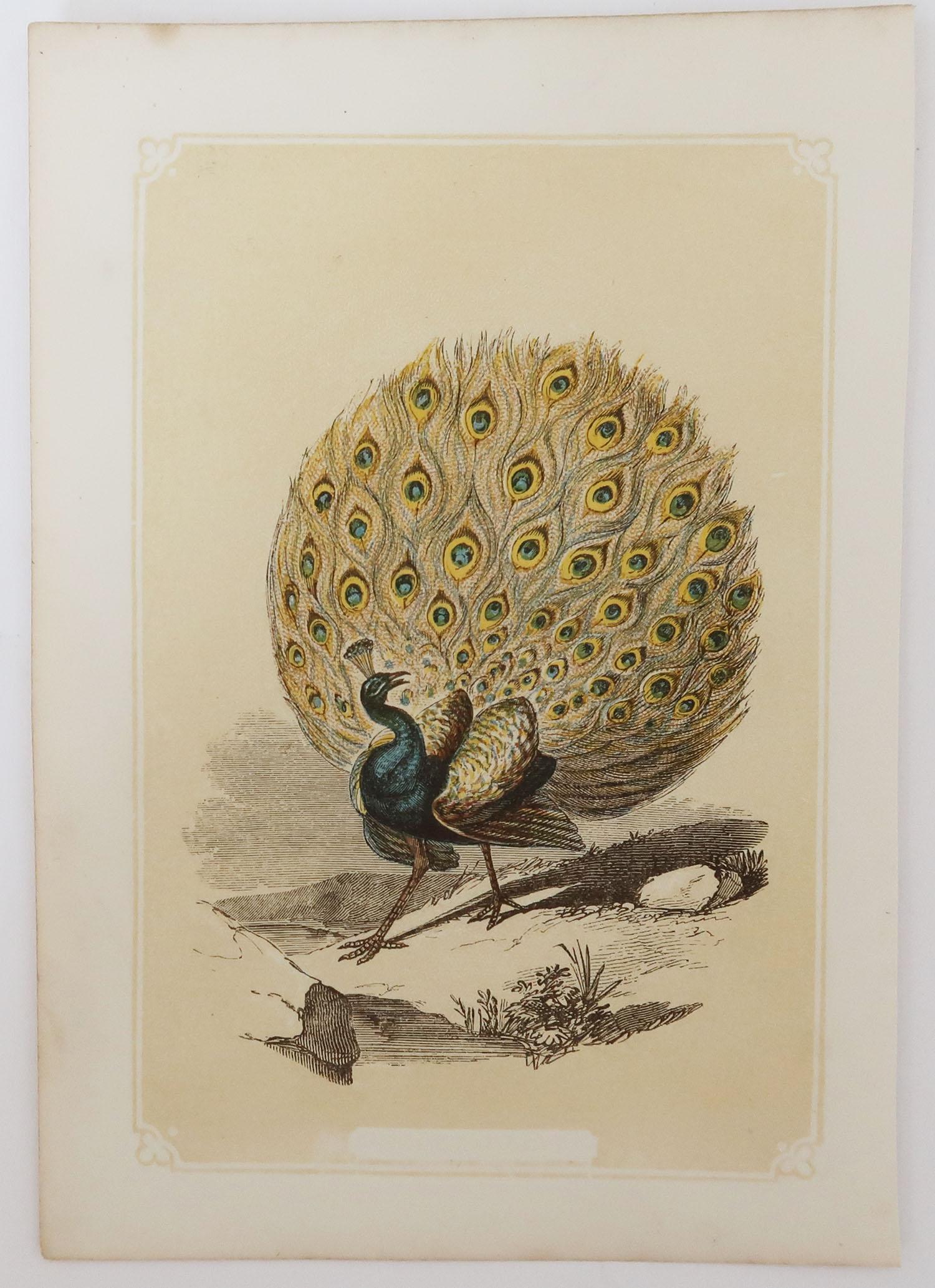 Folk Art Original Antique Bird Print, the Peacock, Tallis circa 1850