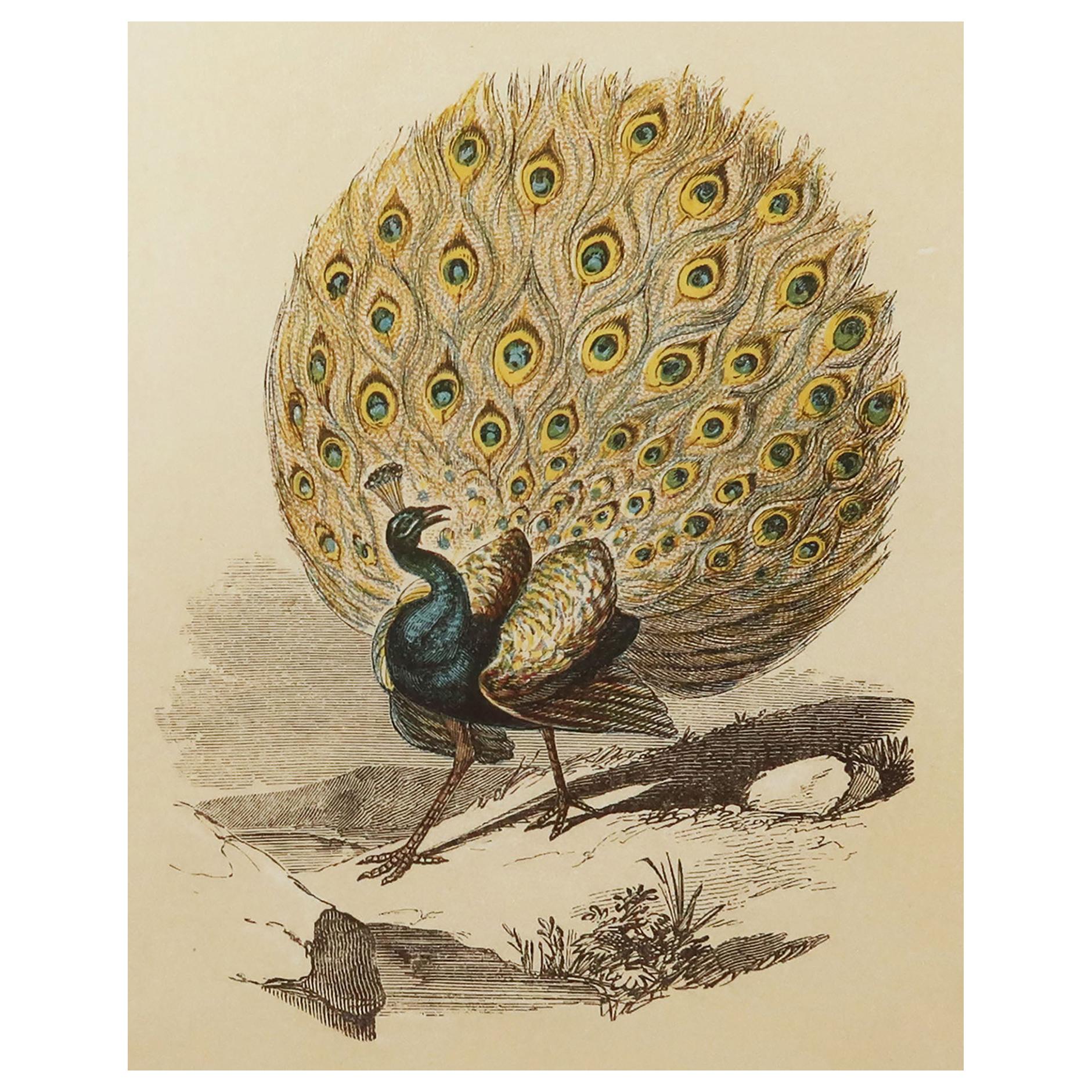 Original Antique Bird Print, the Peacock, Tallis circa 1850