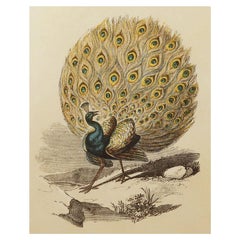 Original Antique Bird Print, the Peacock, Tallis circa 1850