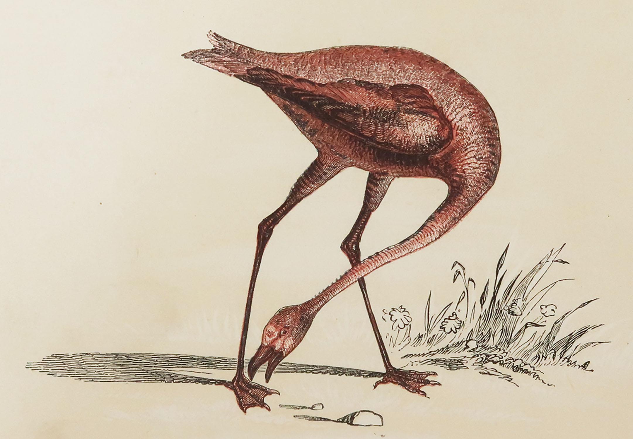 Great image of a pink flamingo

Unframed. It gives you the option of perhaps making a set up using your own choice of frames.

Lithograph with original color.

Published by Tallis, circa 1850

Crudely inscribed title has been erased at the